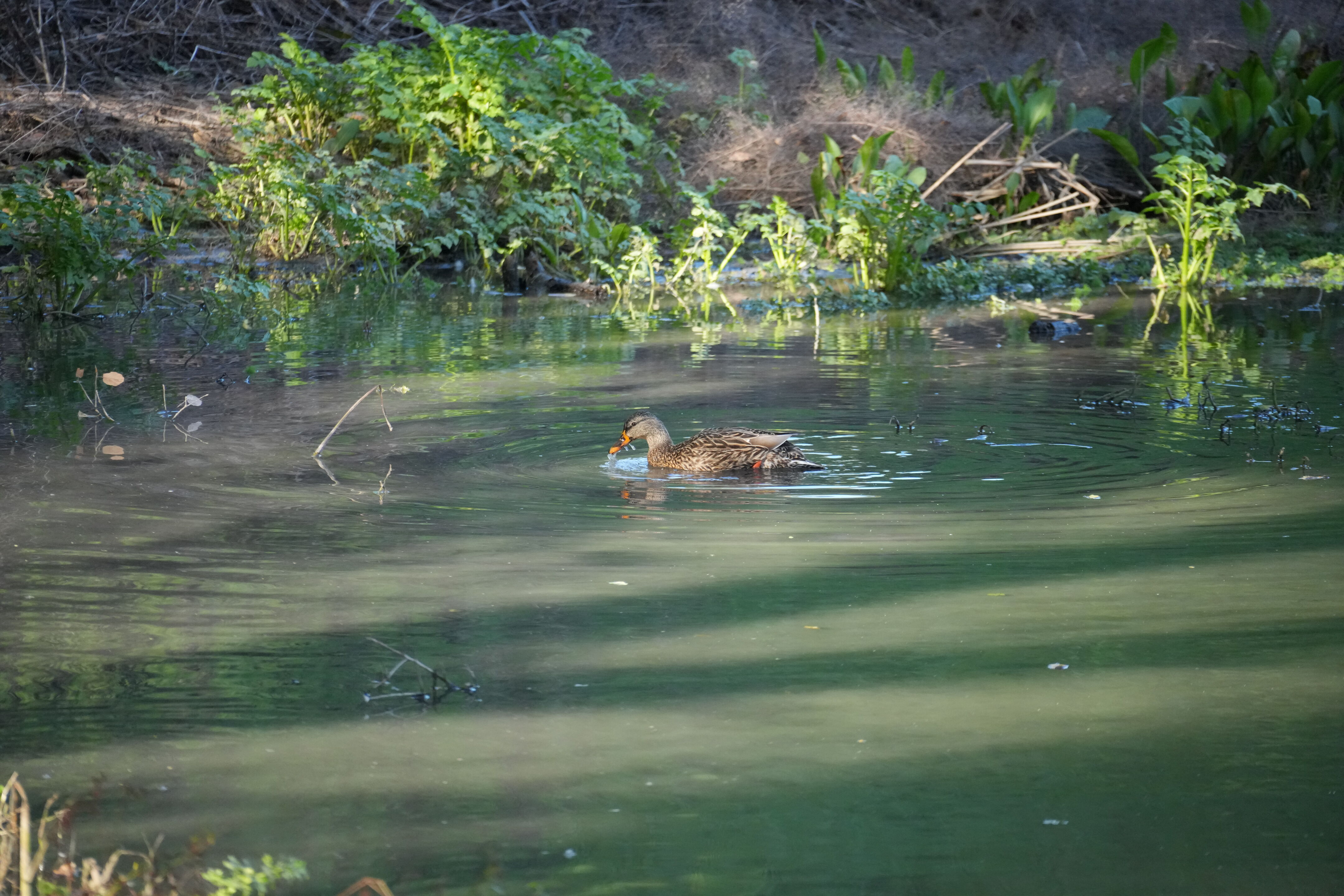 Don Castro Regional Recreation Area