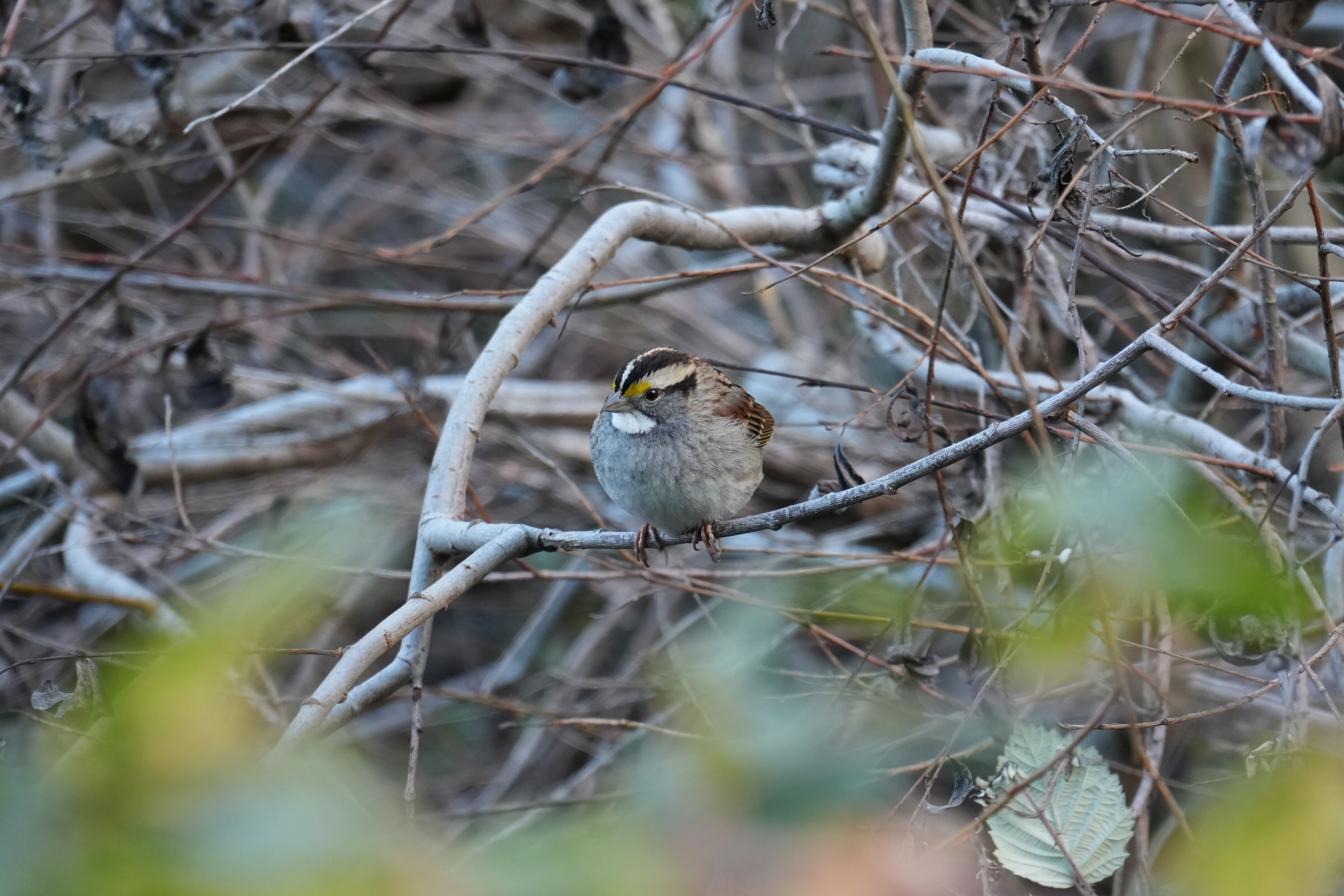 Don Castro Regional Recreation Area