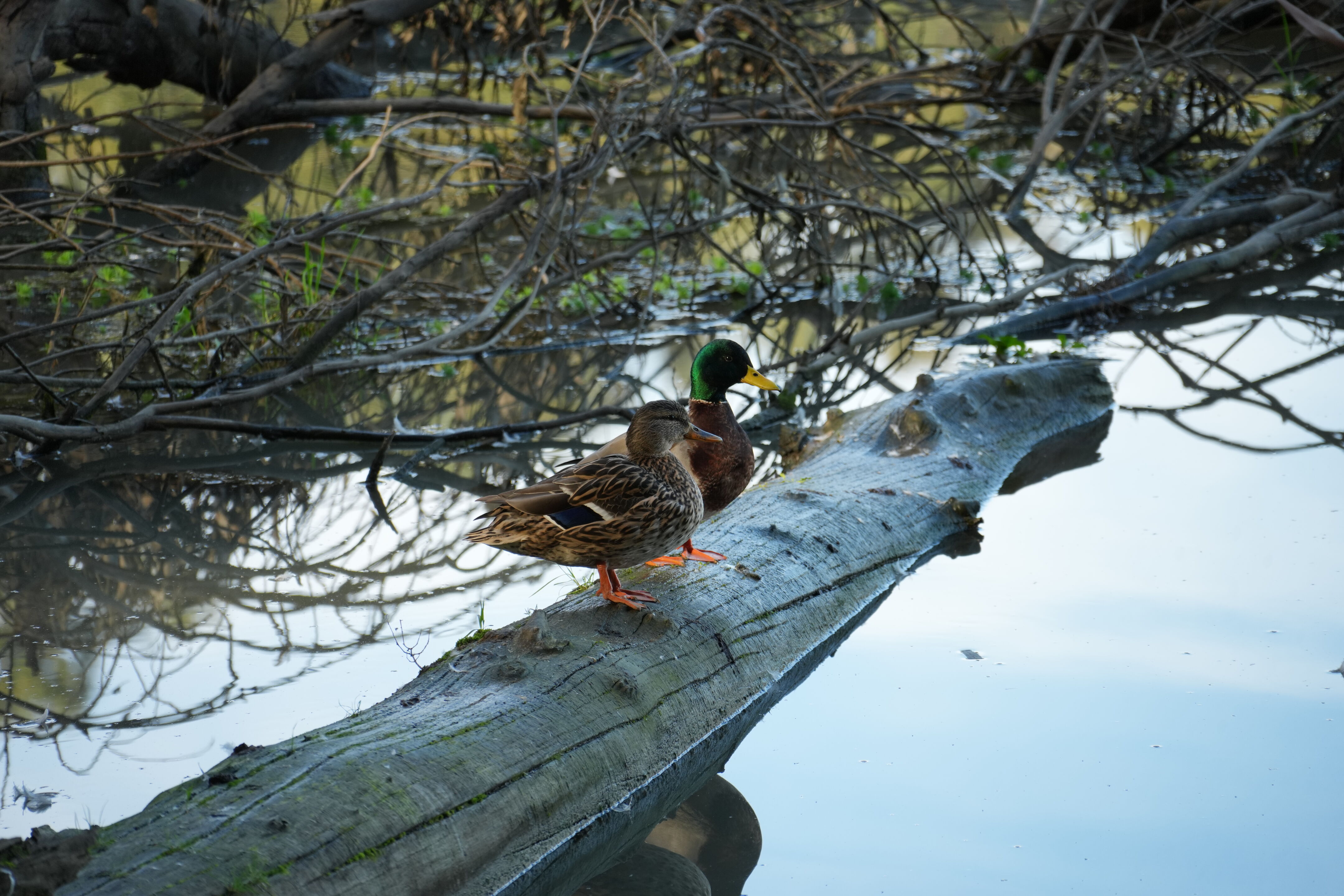 Don Castro Regional Recreation Area