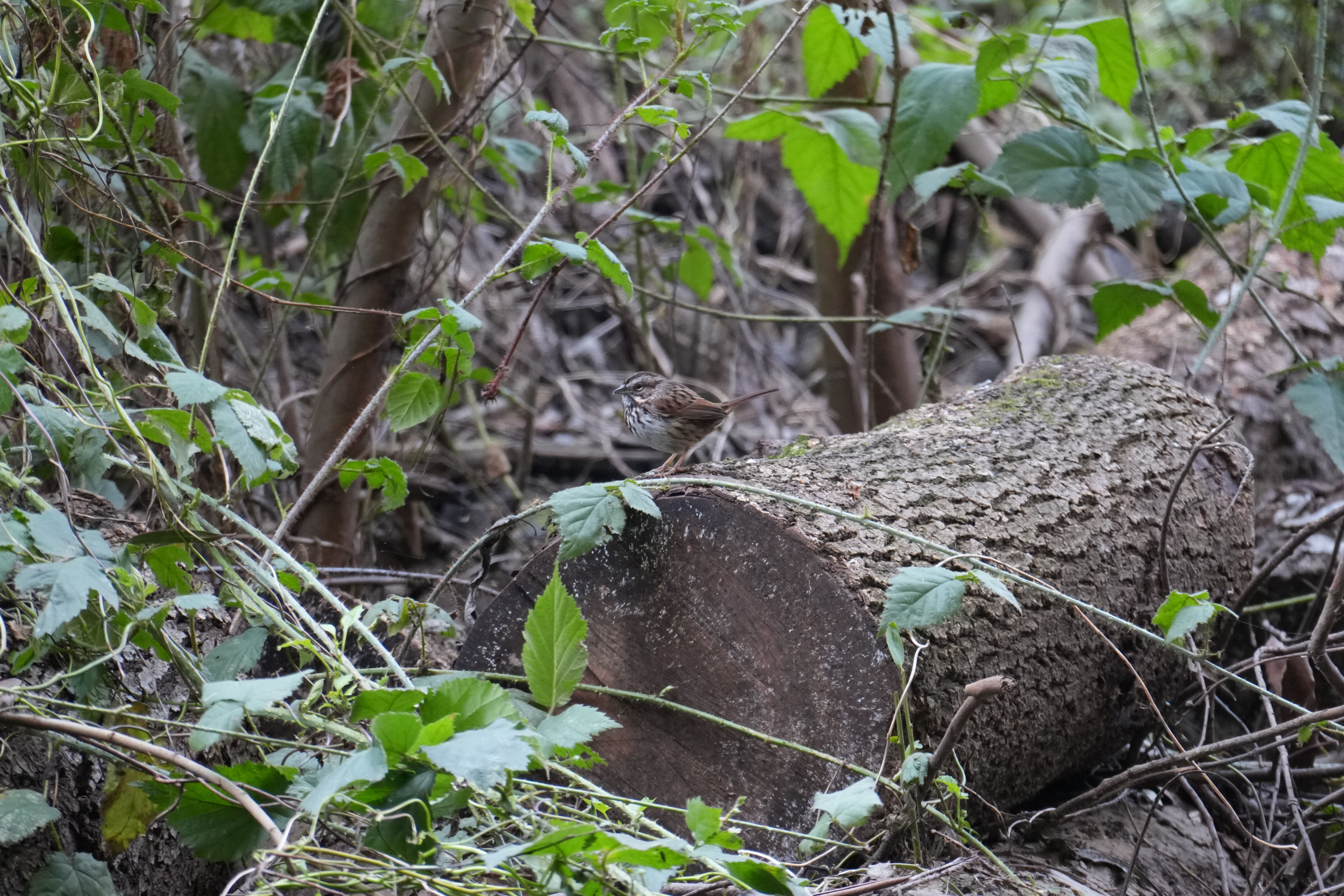 Don Castro Regional Recreation Area