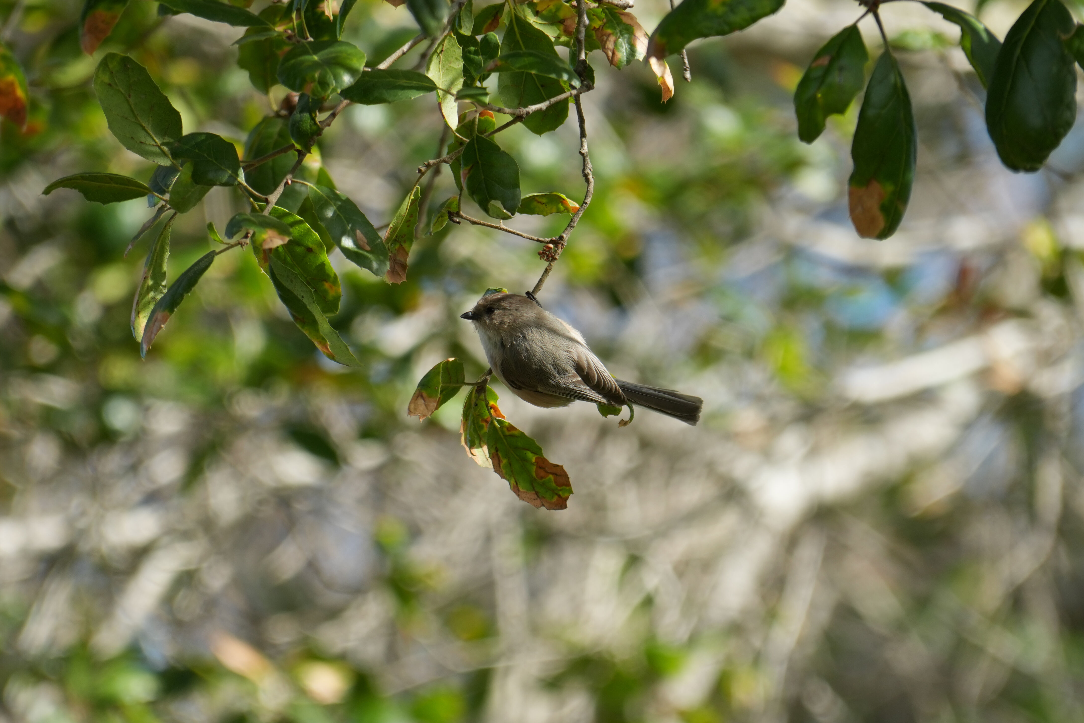 Don Castro Regional Recreation Area
