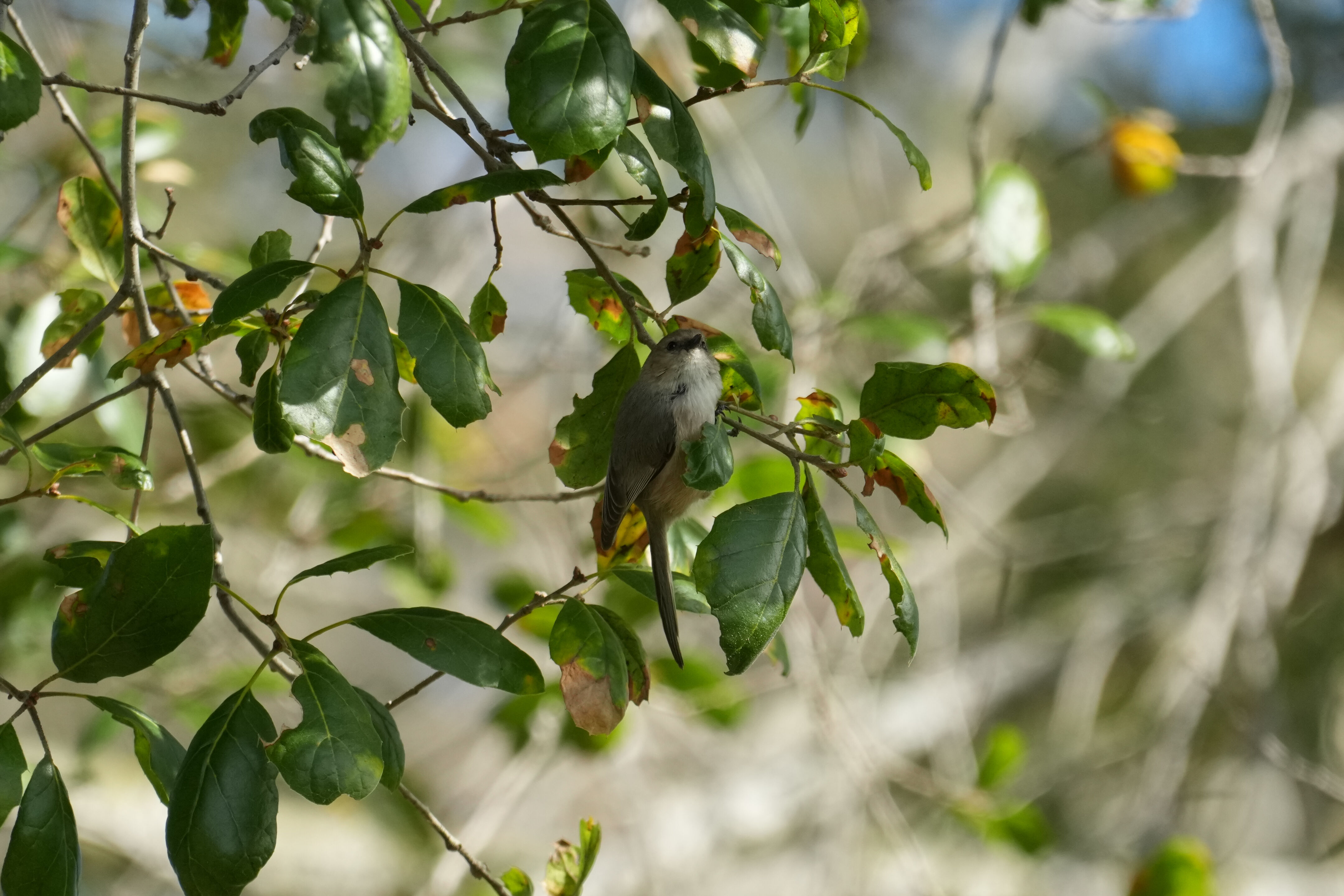 Don Castro Regional Recreation Area