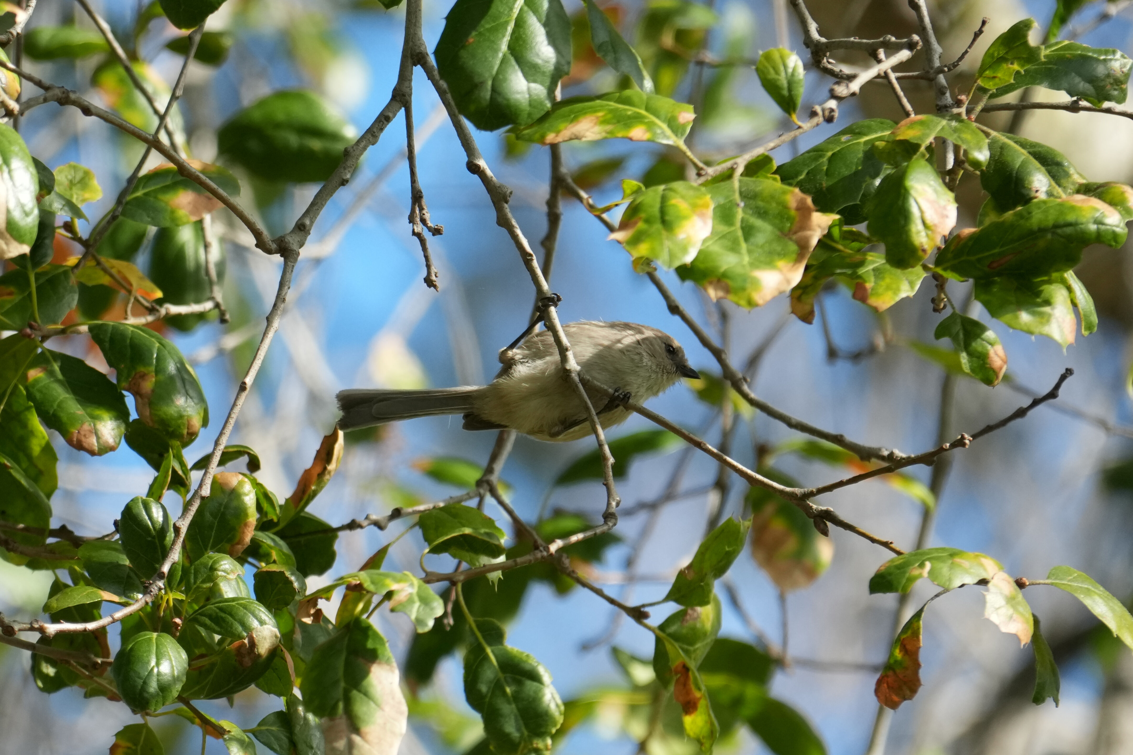 Don Castro Regional Recreation Area