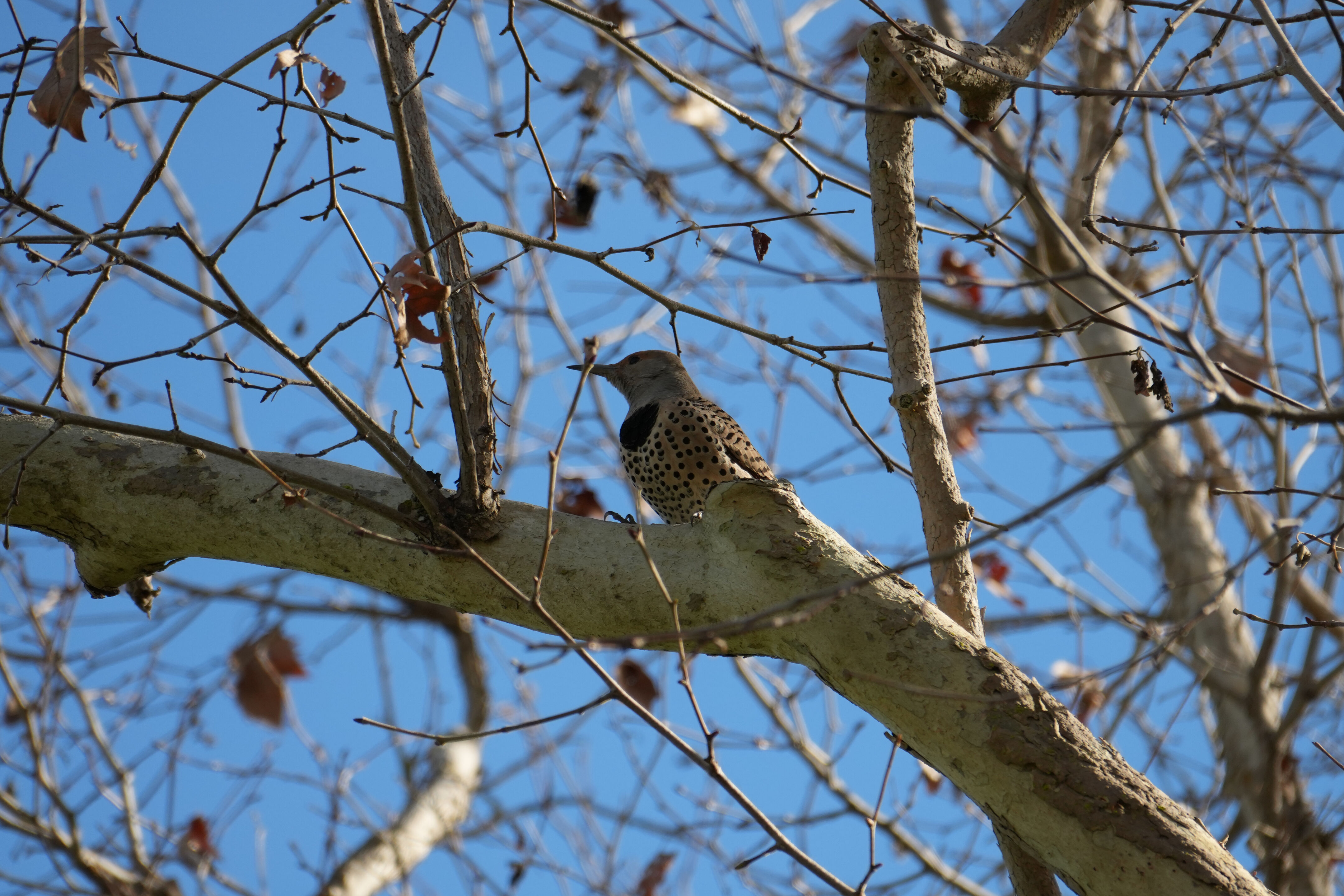 Don Castro Regional Recreation Area