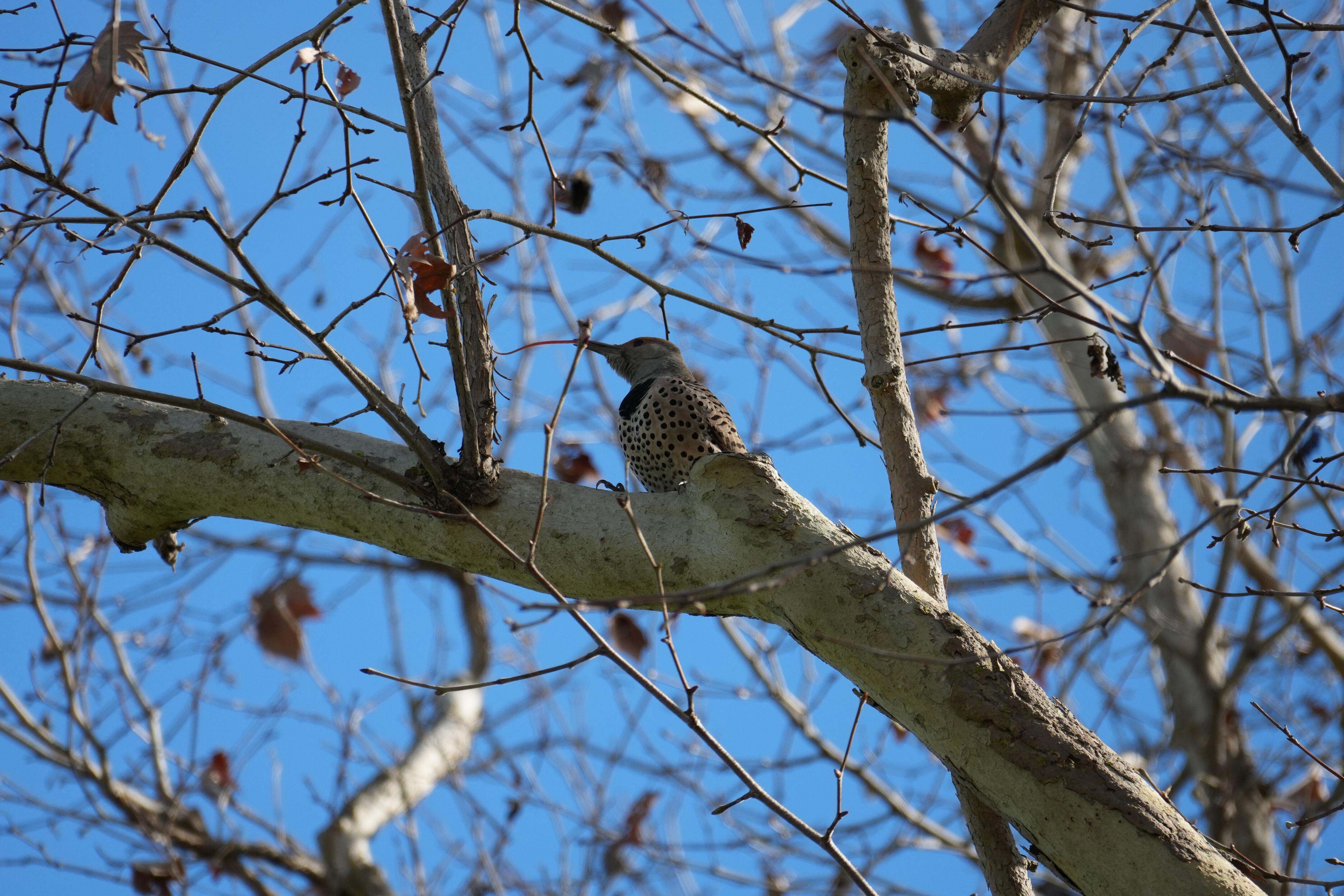 Don Castro Regional Recreation Area