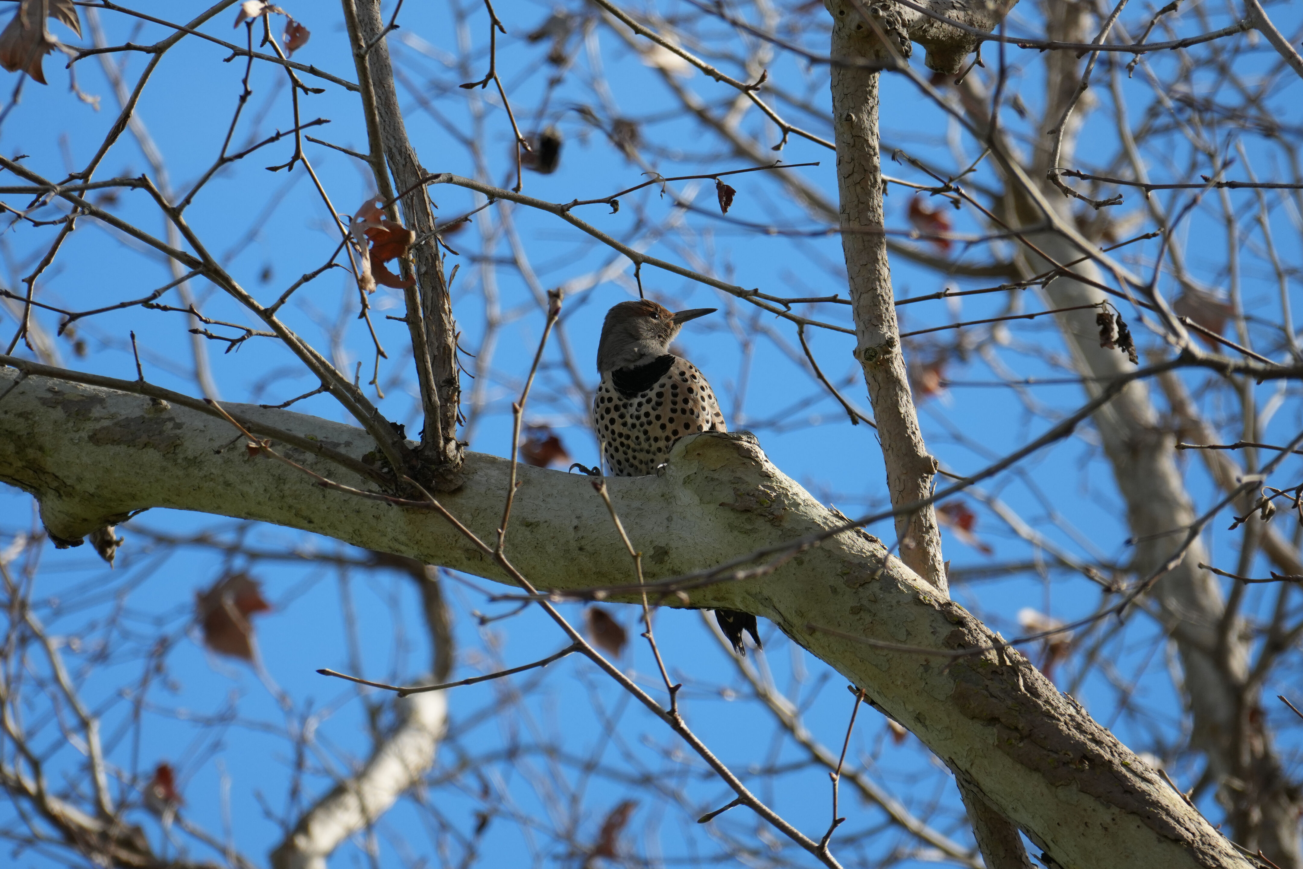 Don Castro Regional Recreation Area