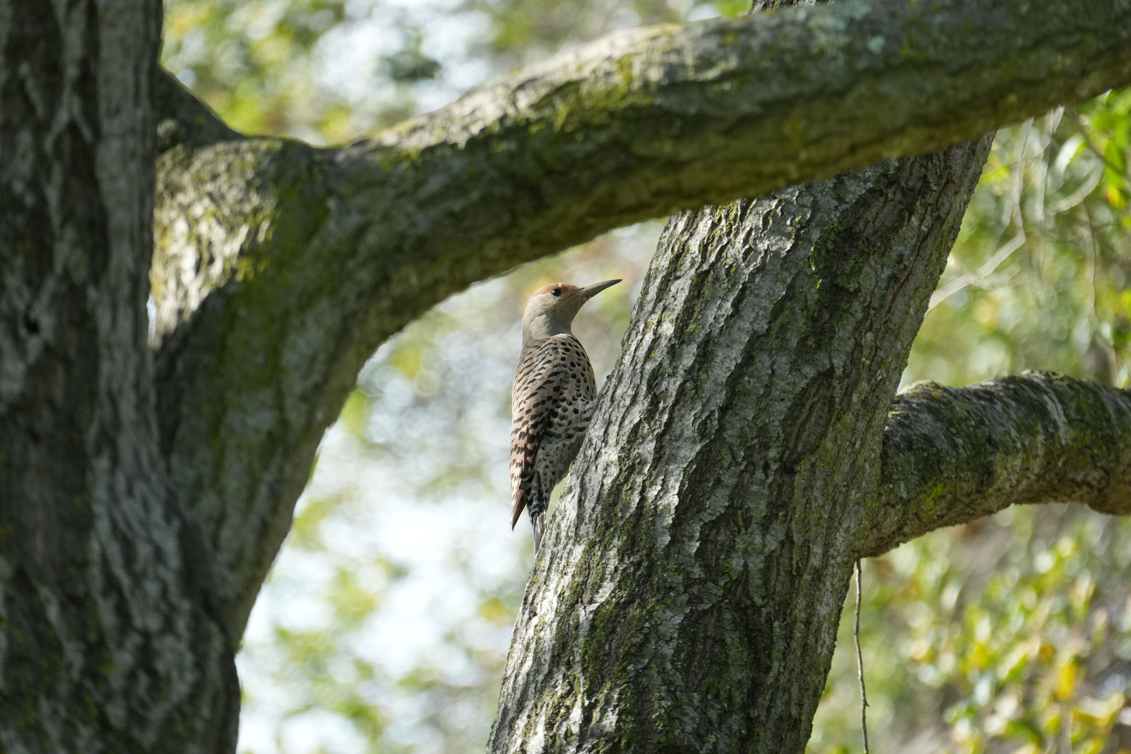 Don Castro Regional Recreation Area