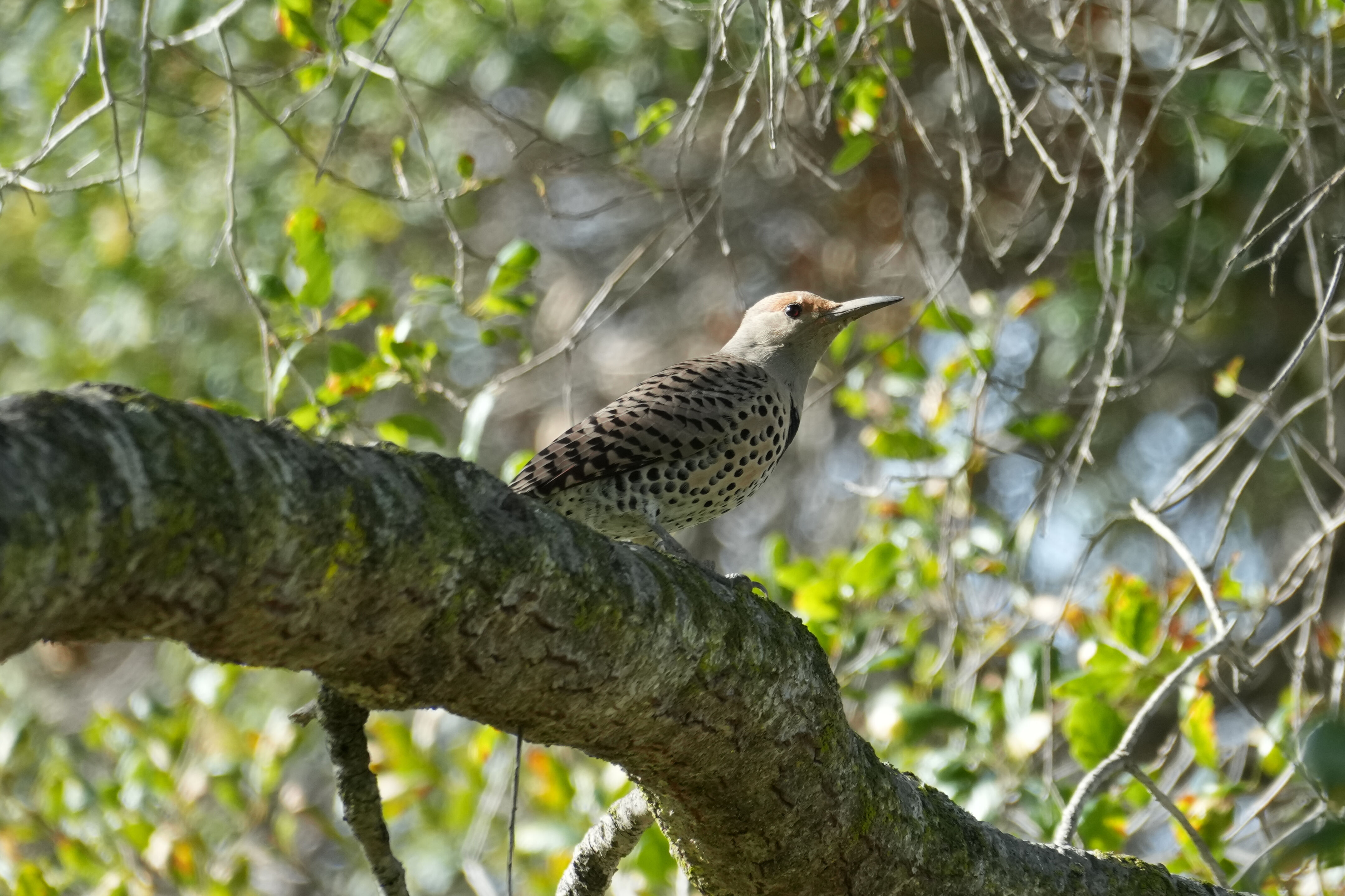 Don Castro Regional Recreation Area
