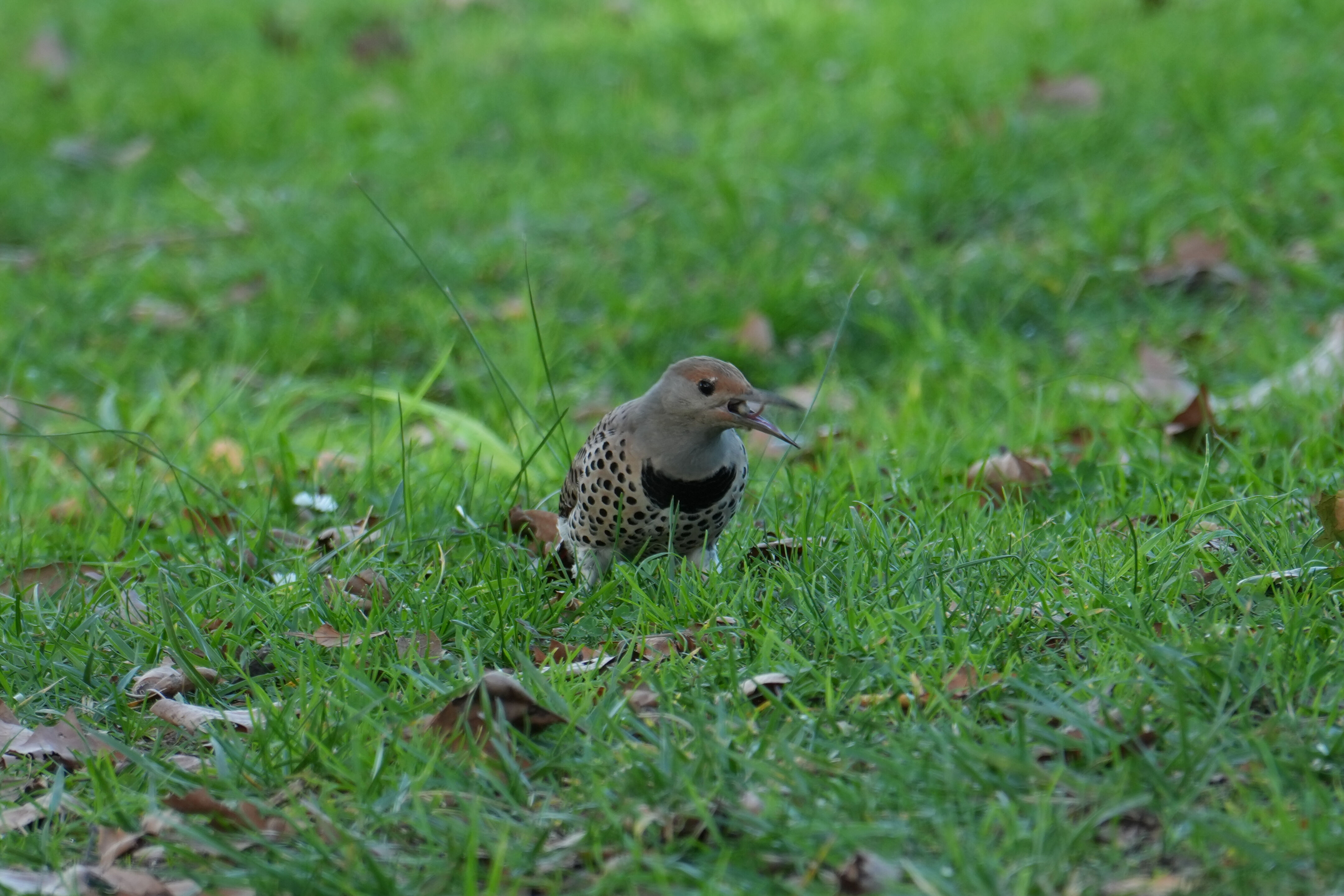 Don Castro Regional Recreation Area