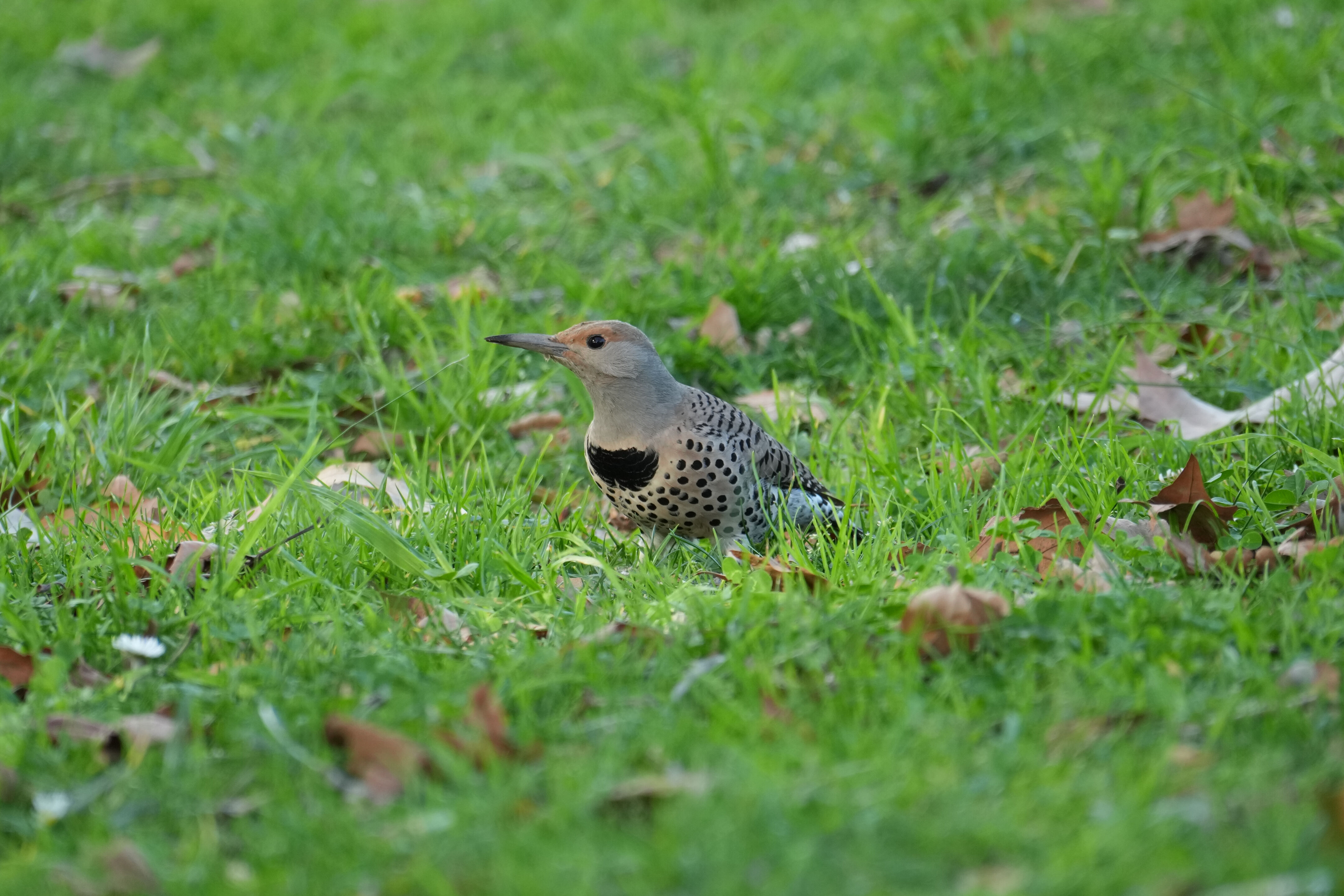 Don Castro Regional Recreation Area