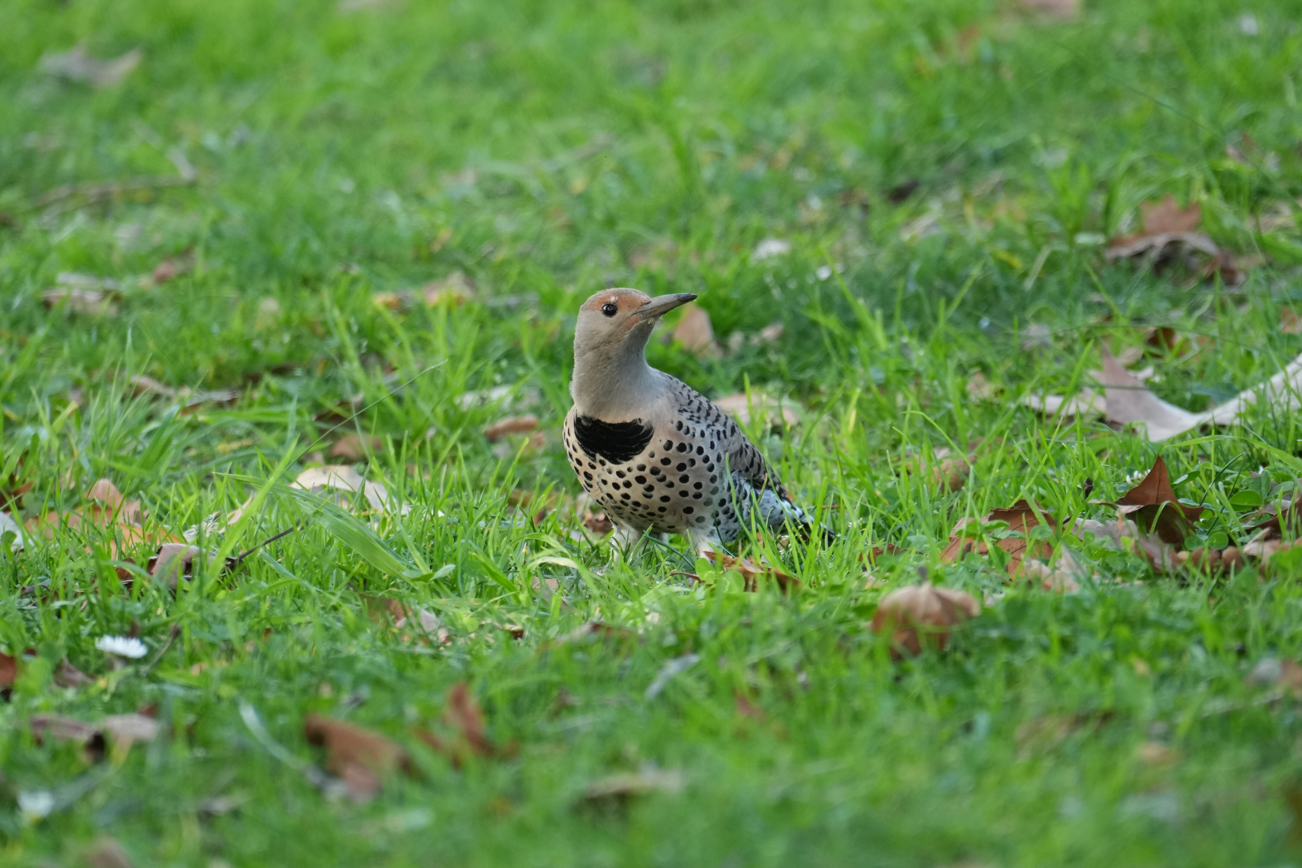 Don Castro Regional Recreation Area