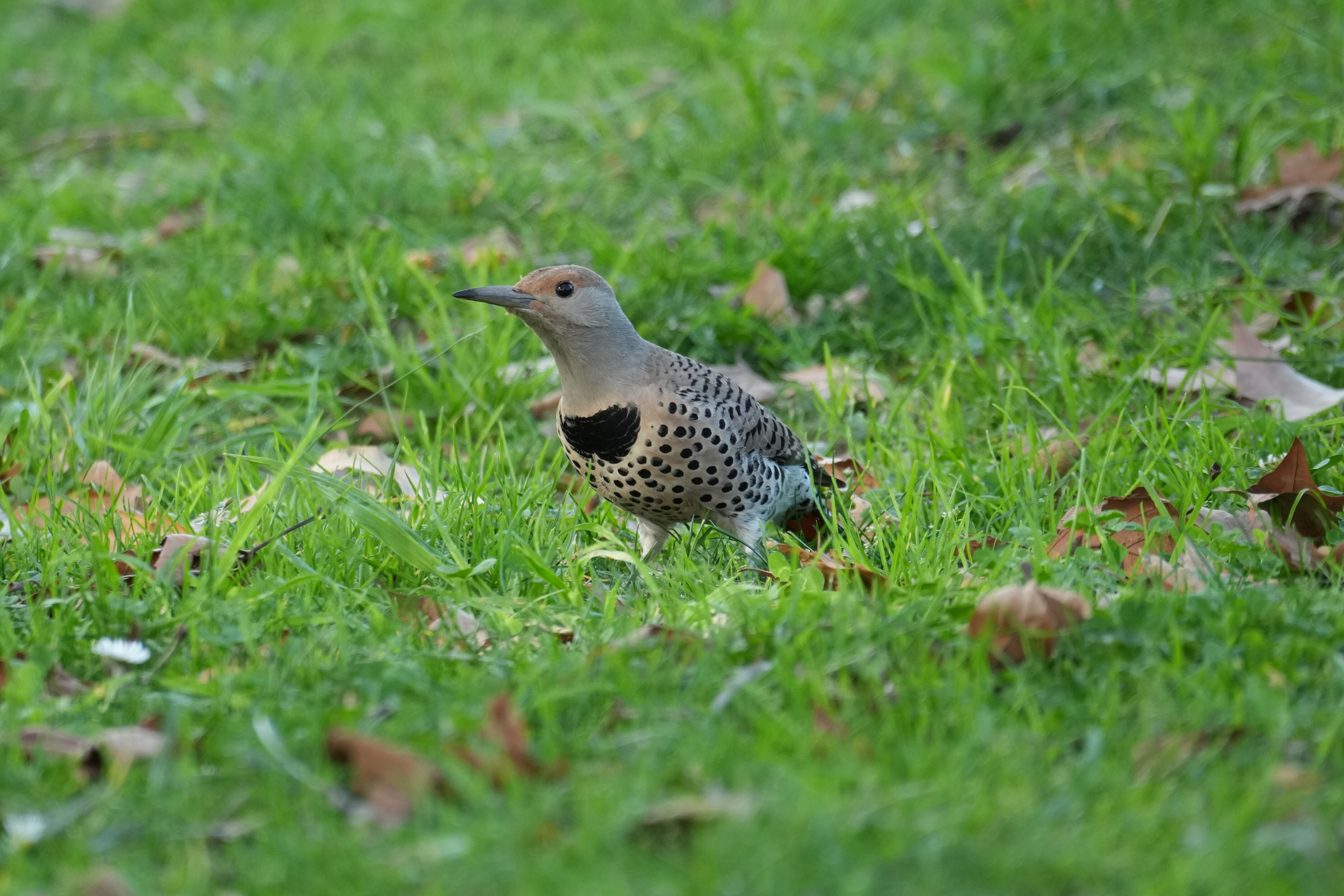 Don Castro Regional Recreation Area