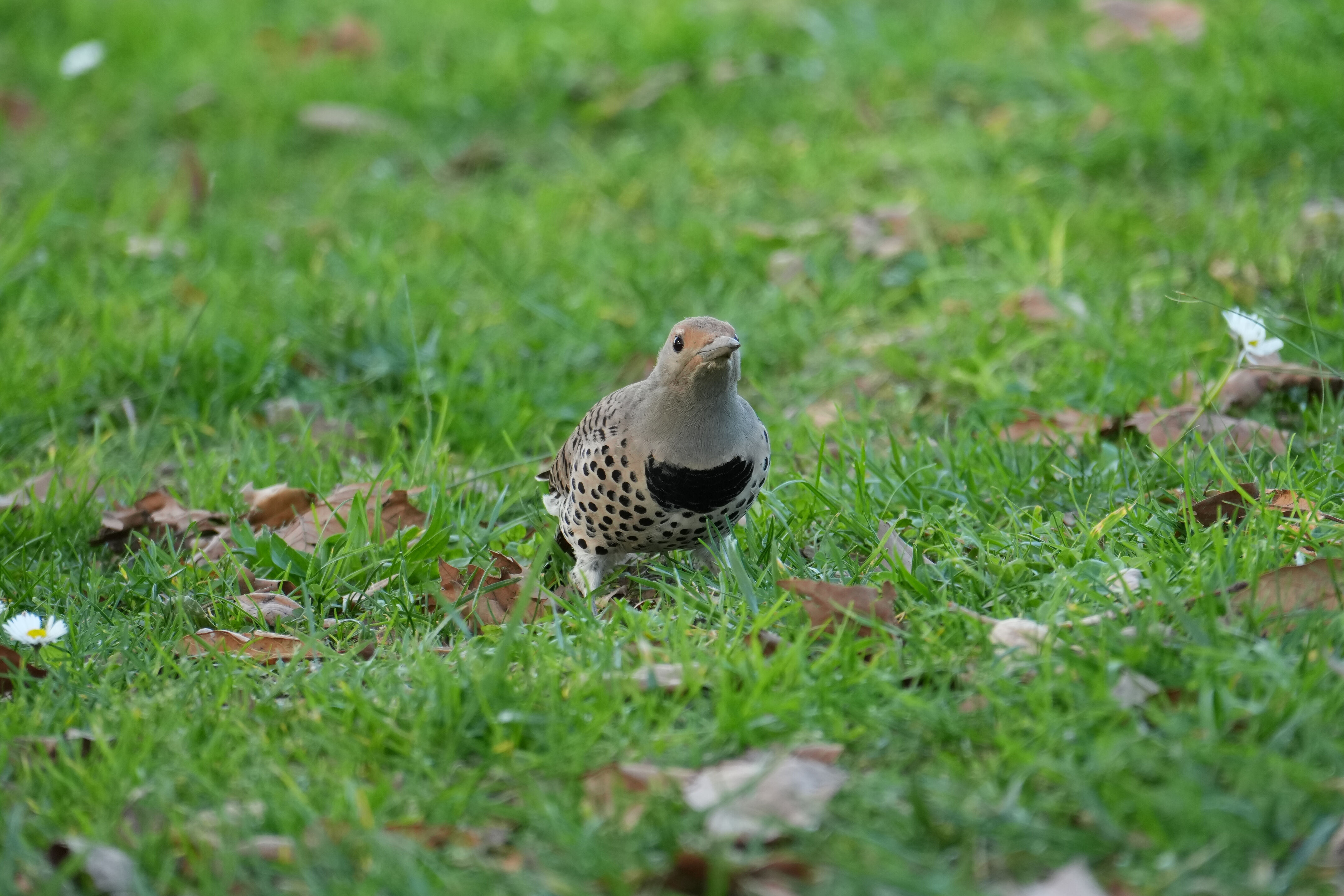 Don Castro Regional Recreation Area