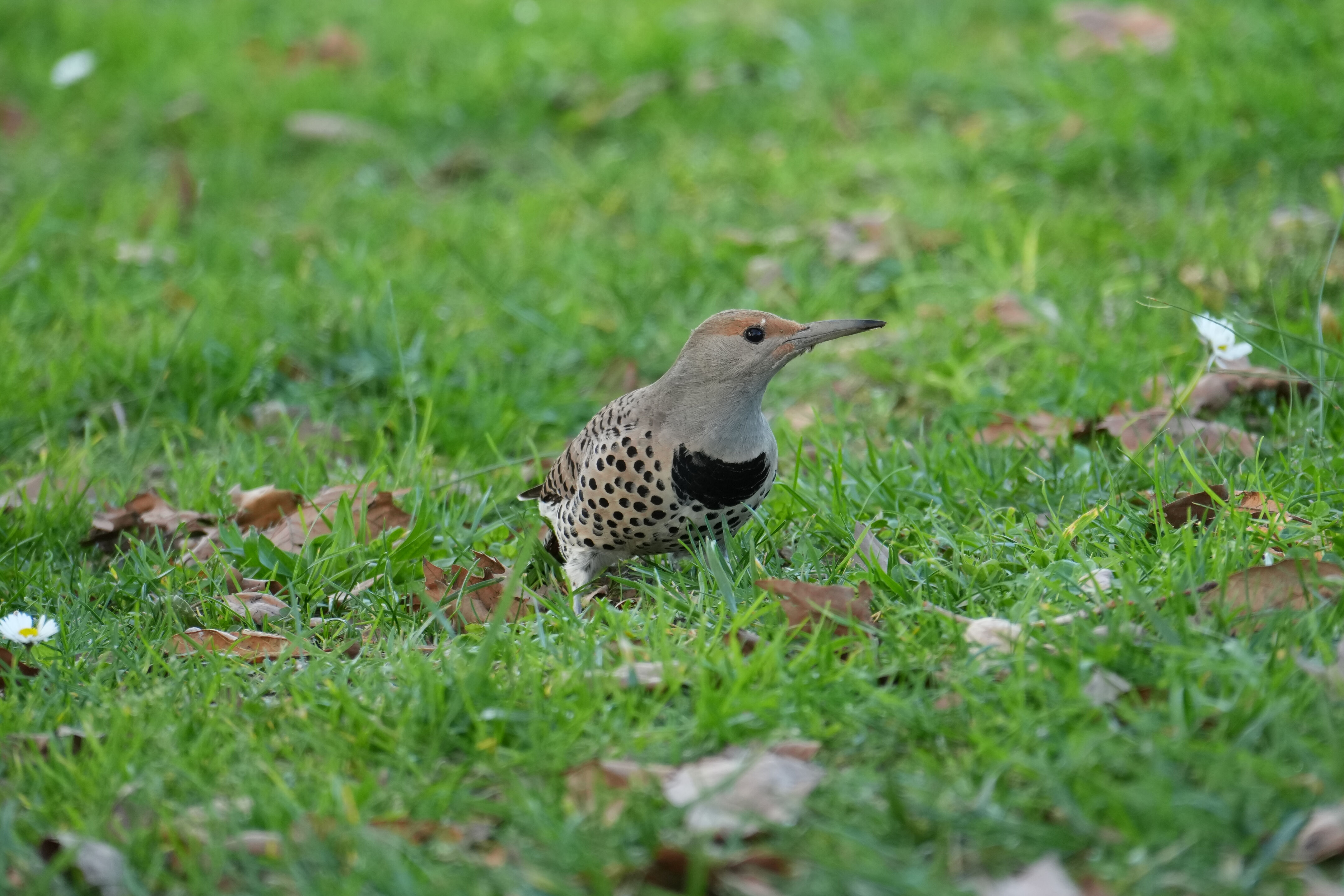 Don Castro Regional Recreation Area