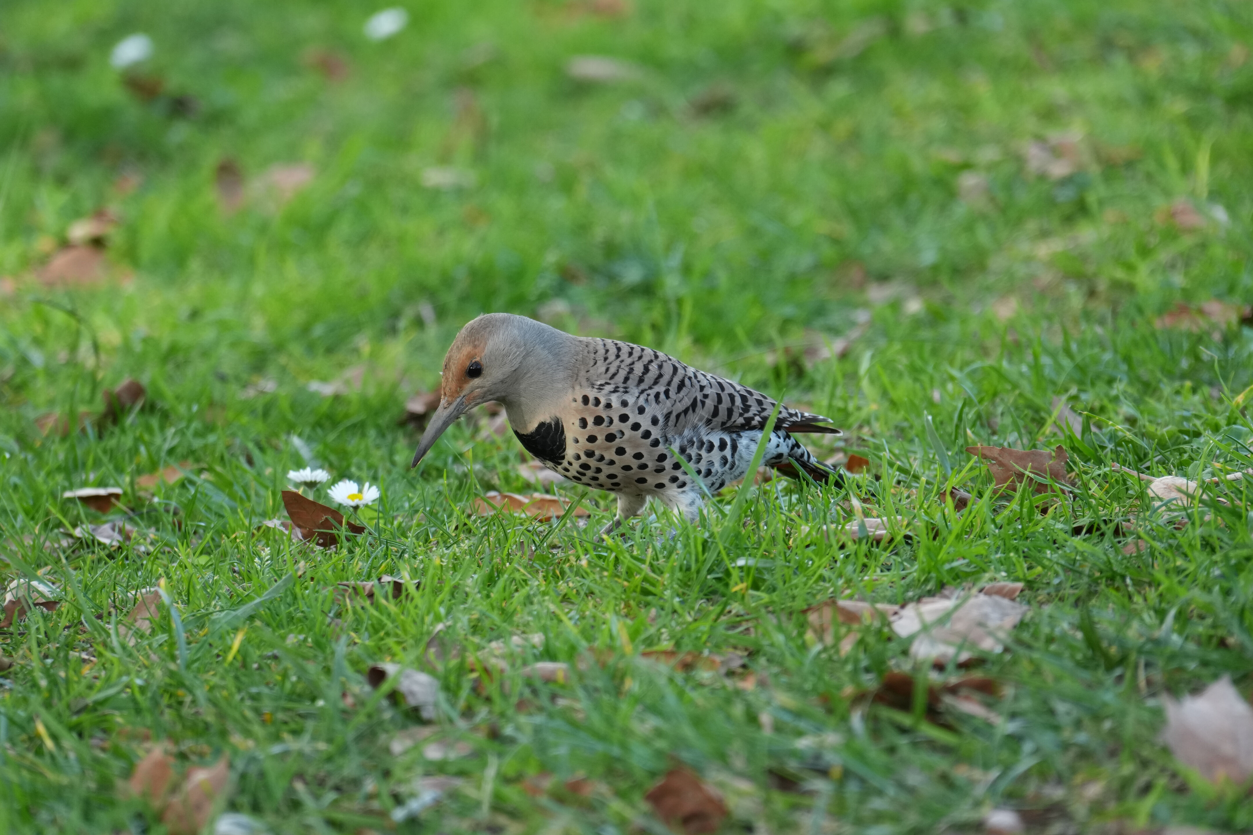 Don Castro Regional Recreation Area