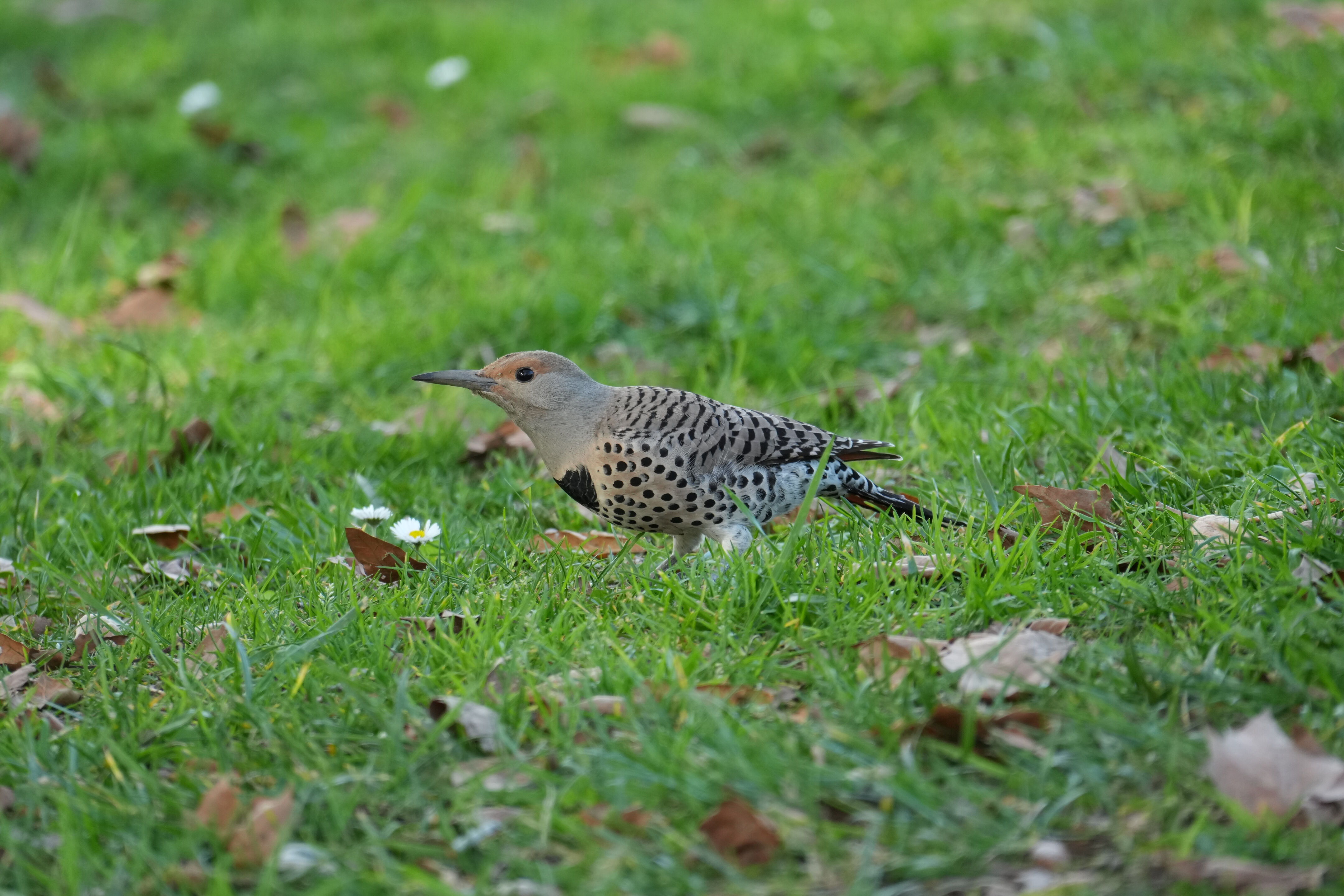 Don Castro Regional Recreation Area