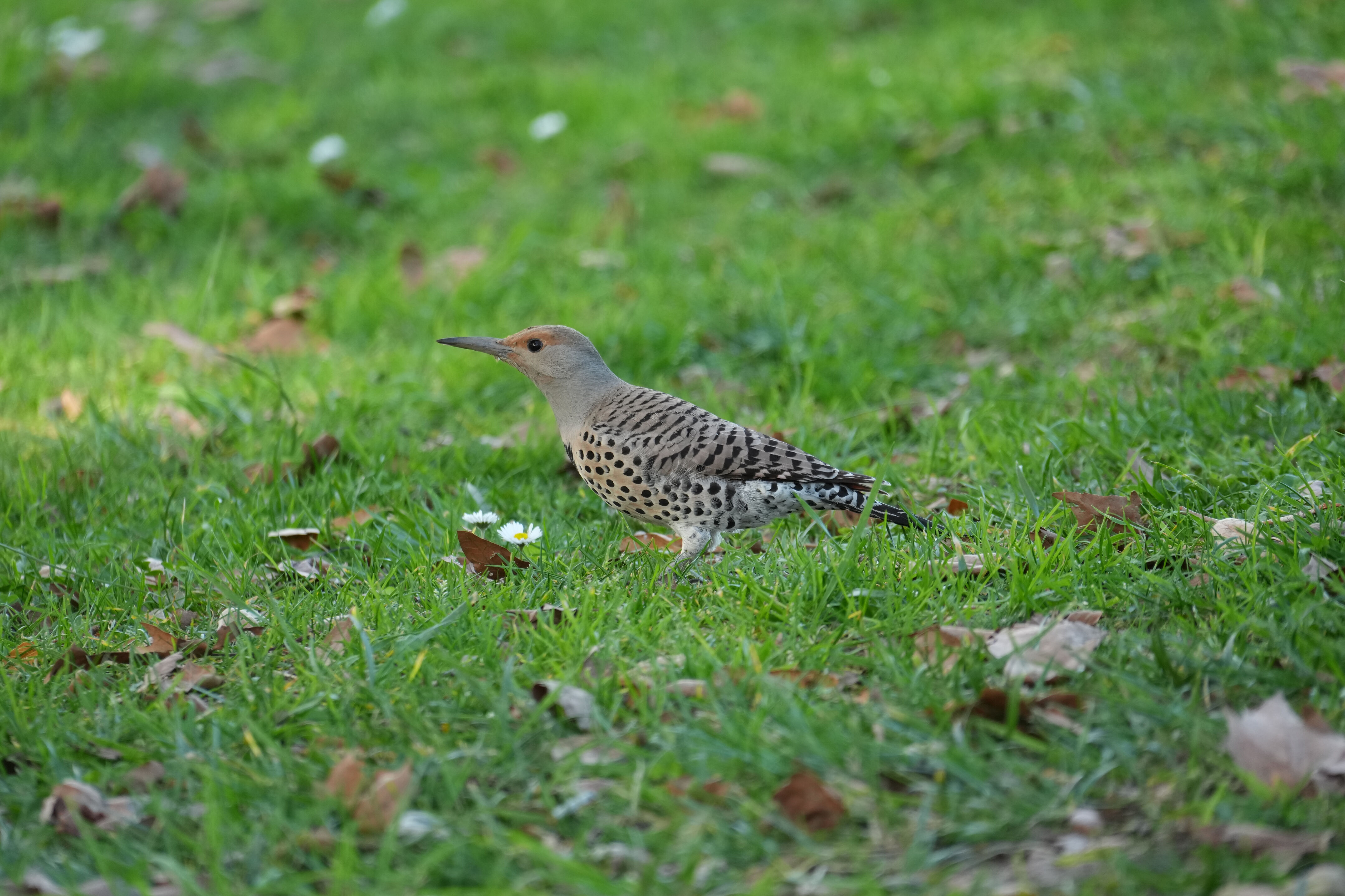 Don Castro Regional Recreation Area