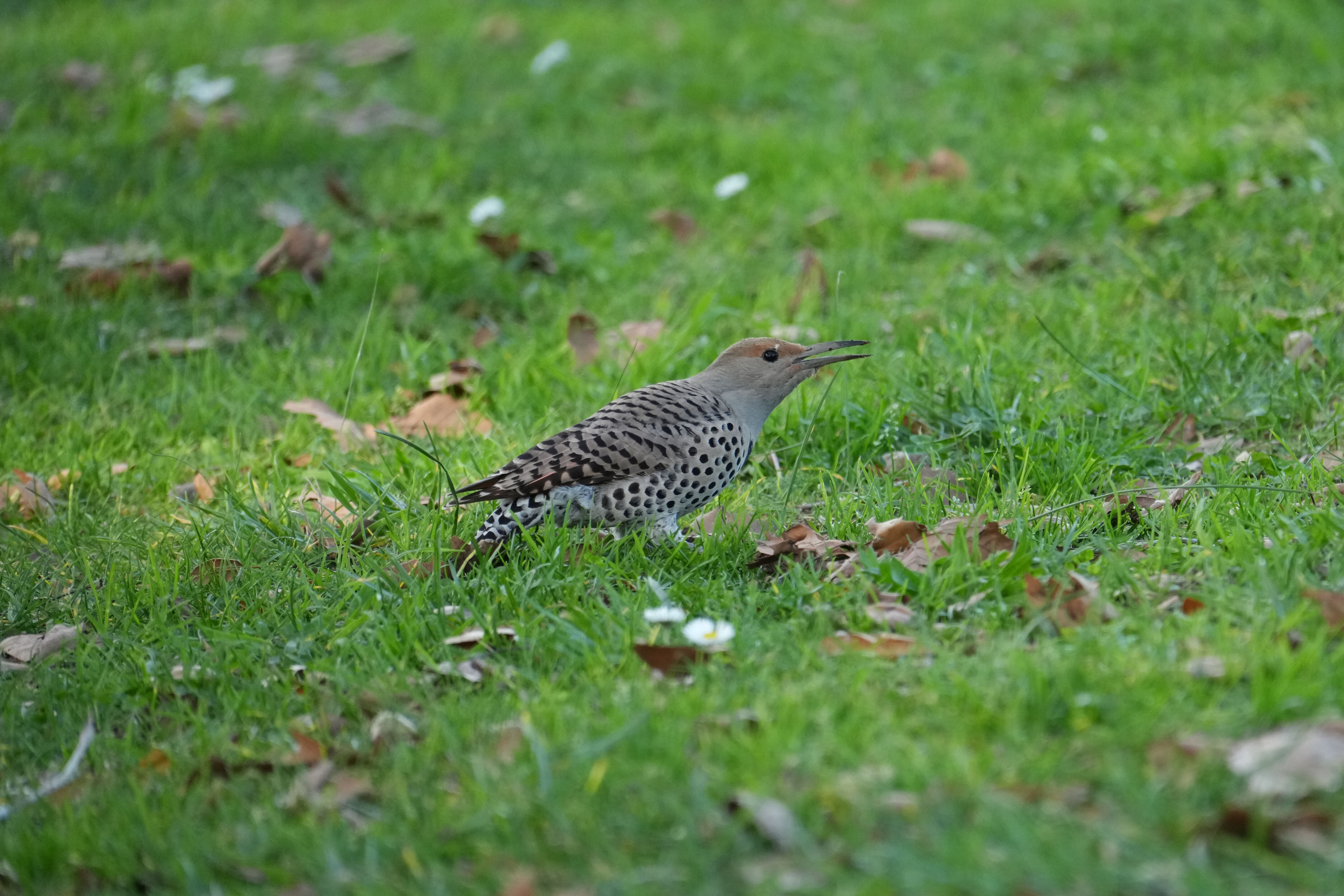 Don Castro Regional Recreation Area