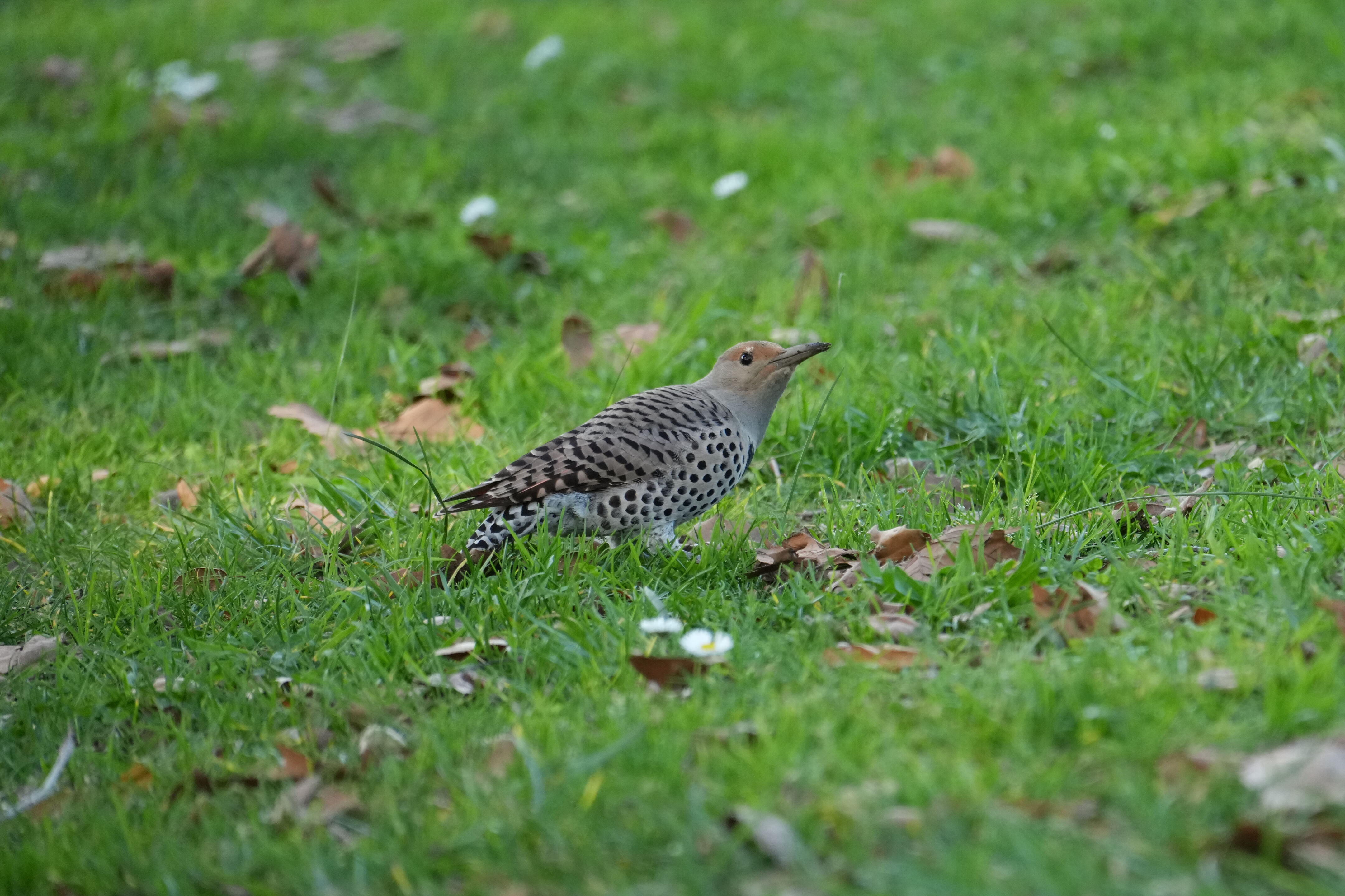 Don Castro Regional Recreation Area