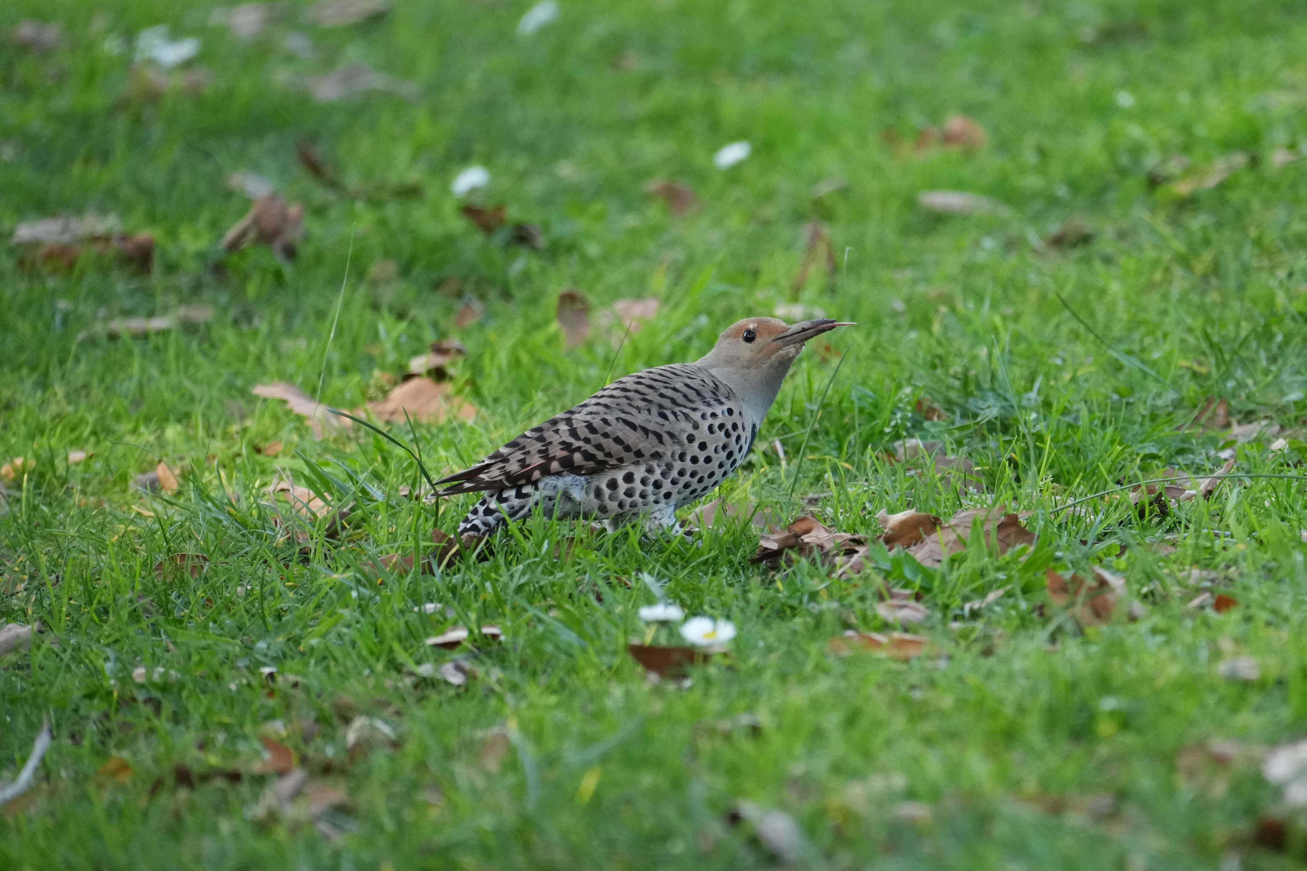 Don Castro Regional Recreation Area