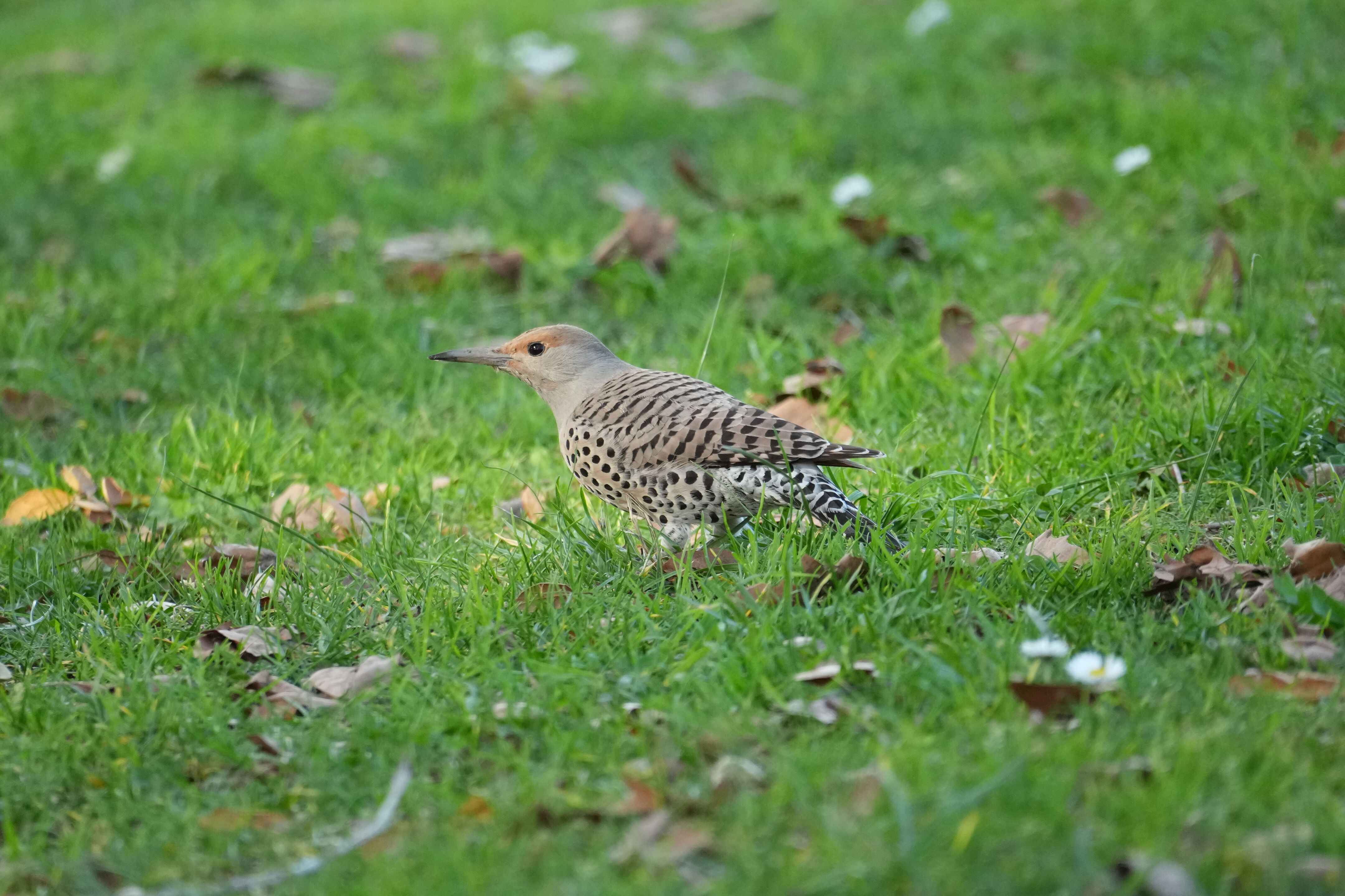 Don Castro Regional Recreation Area