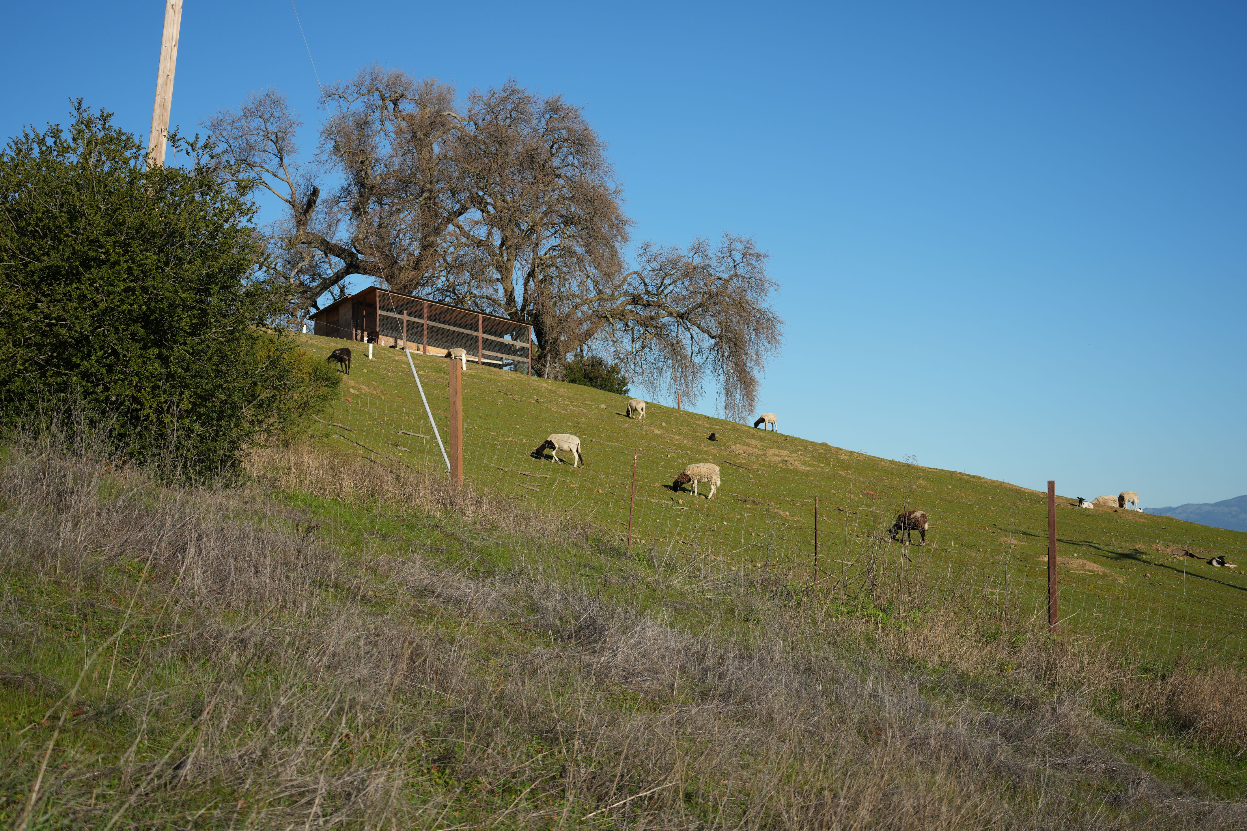 Pleasanton Ridge Regional Park