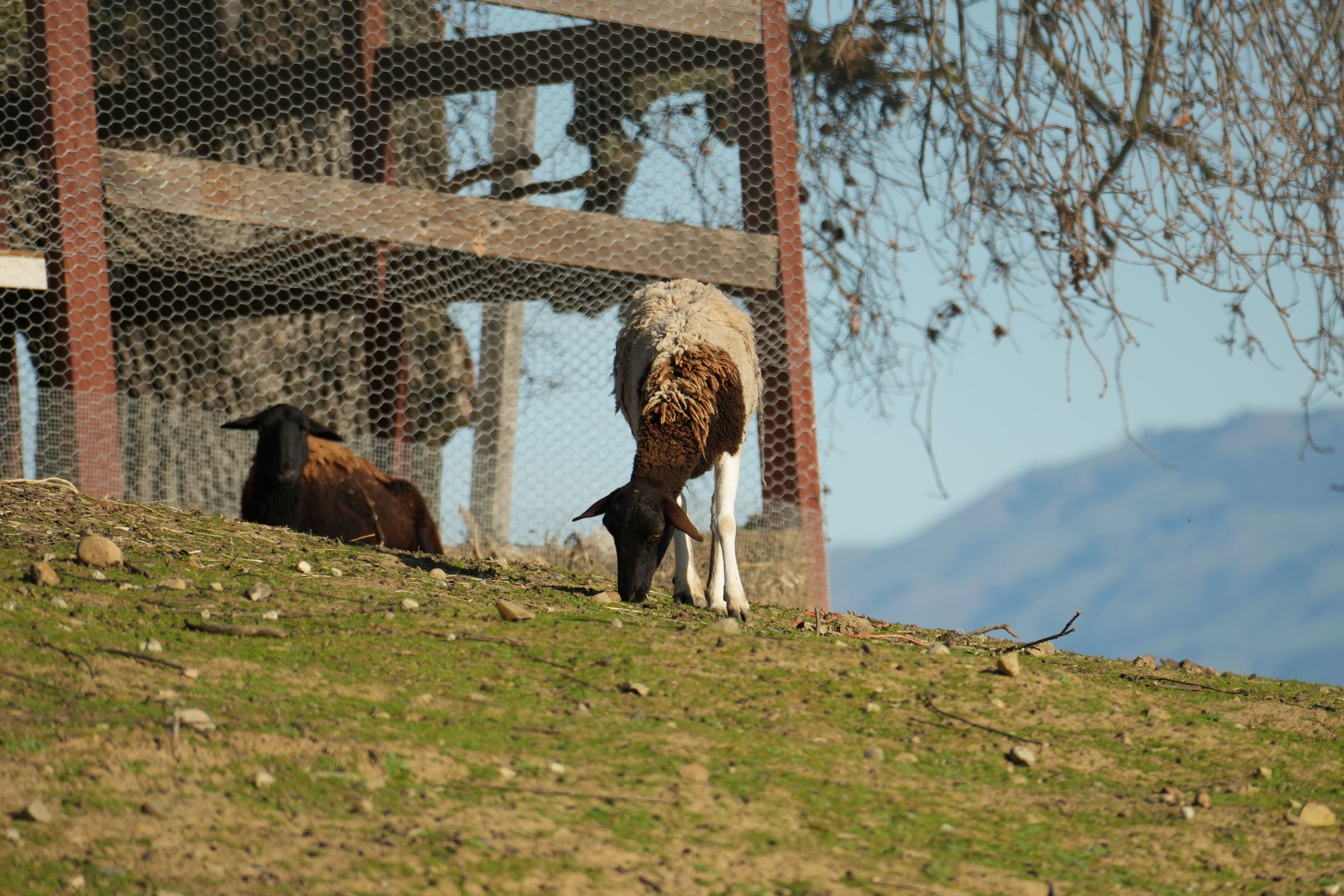 Pleasanton Ridge Regional Park