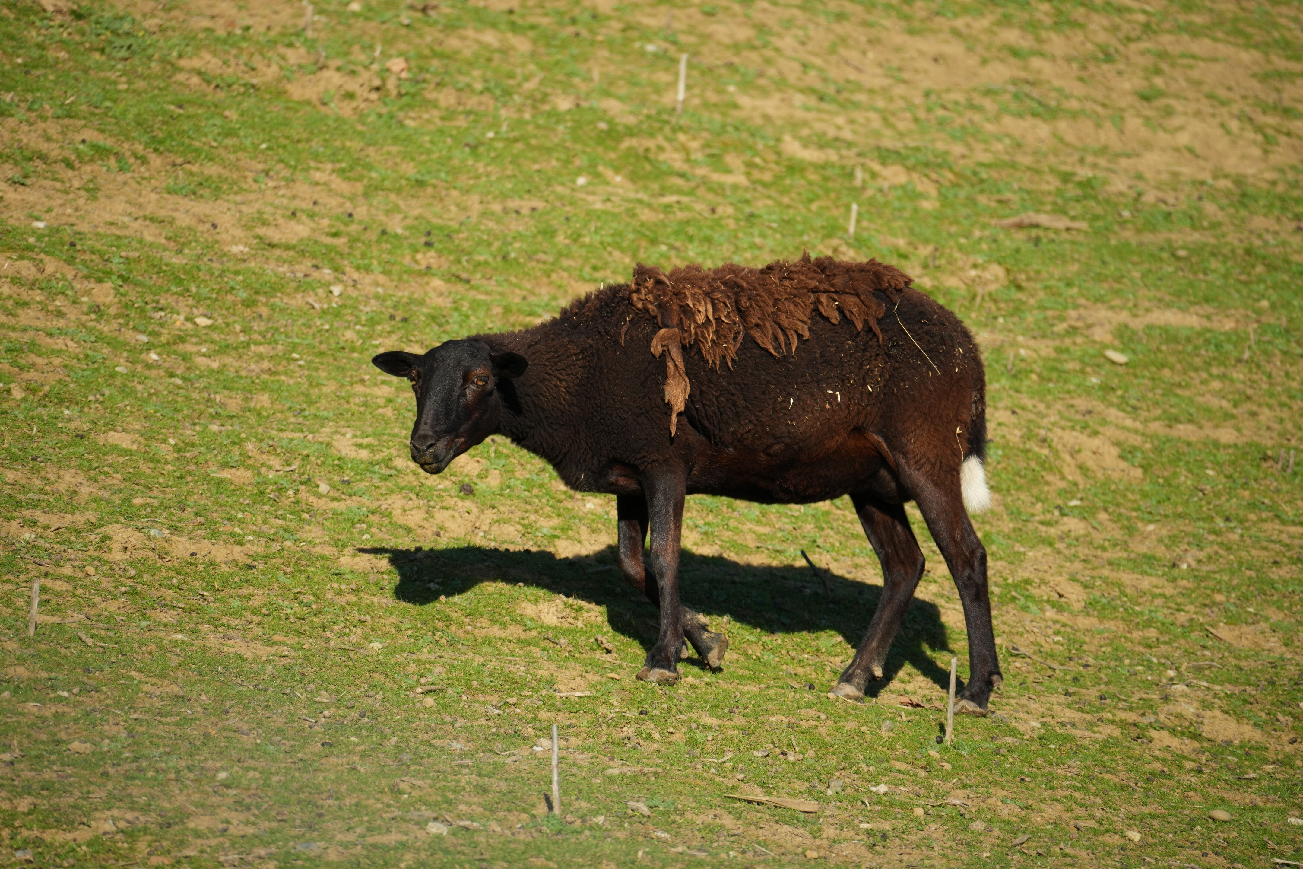 Pleasanton Ridge Regional Park