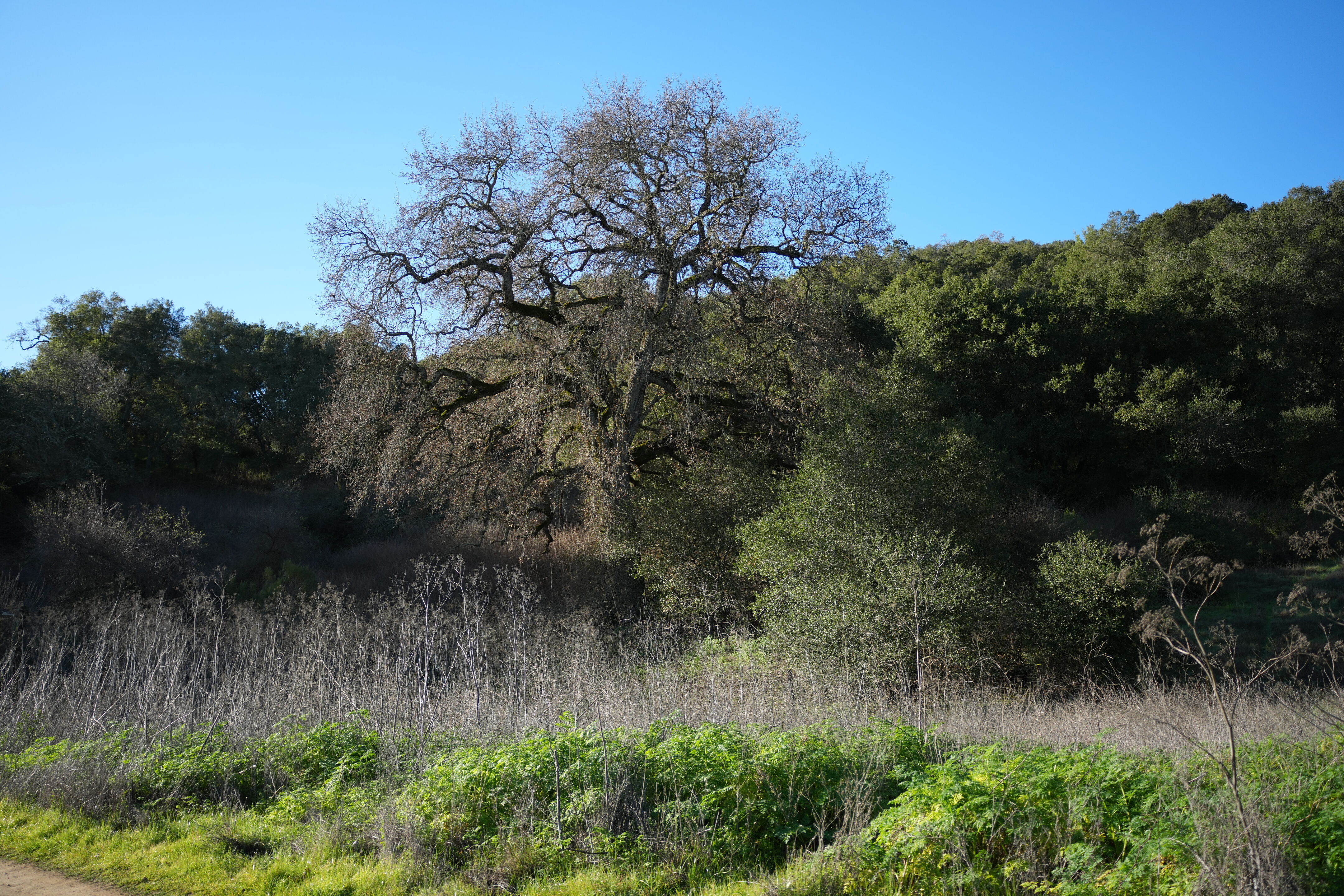 Pleasanton Ridge Regional Park