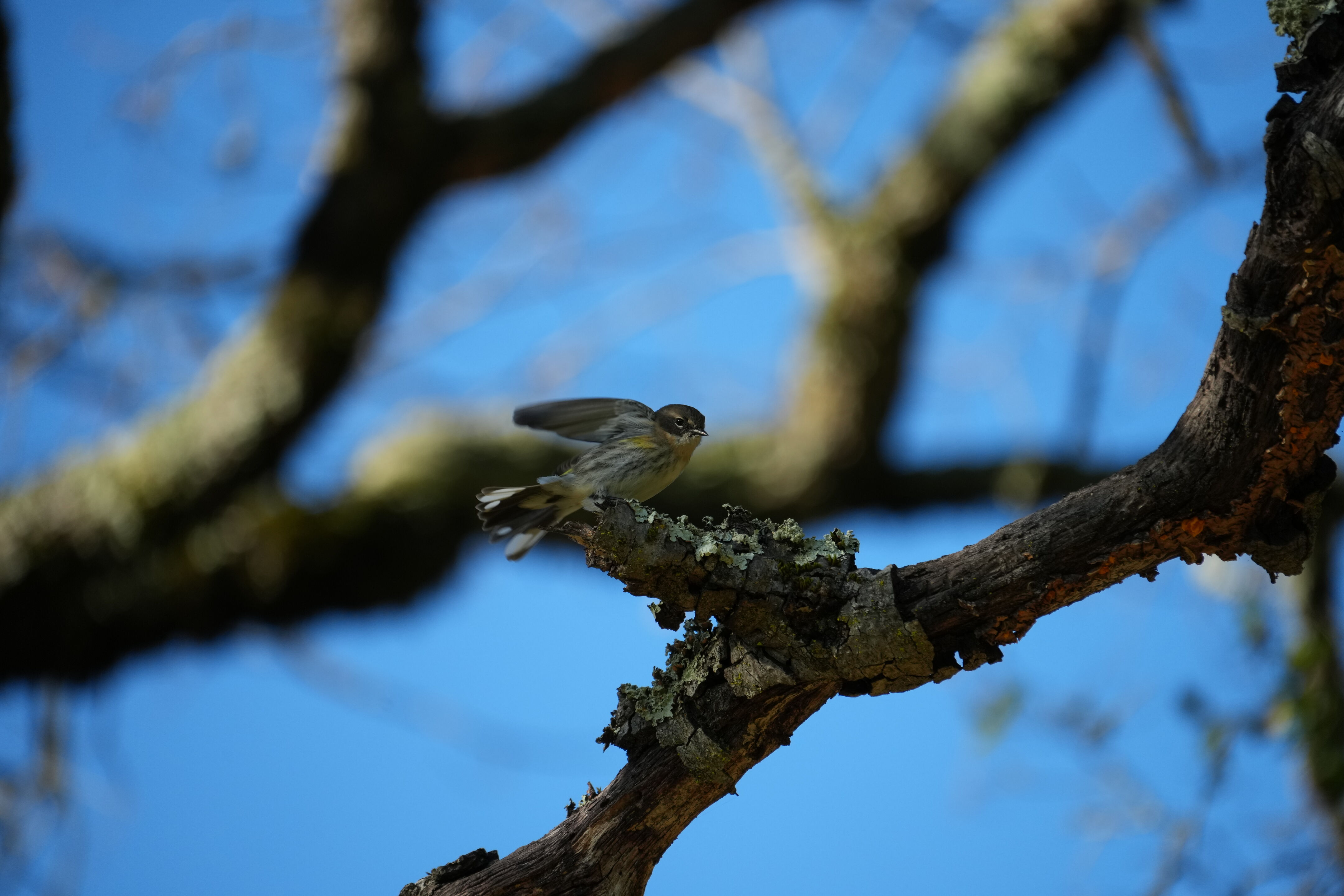 Pleasanton Ridge Regional Park
