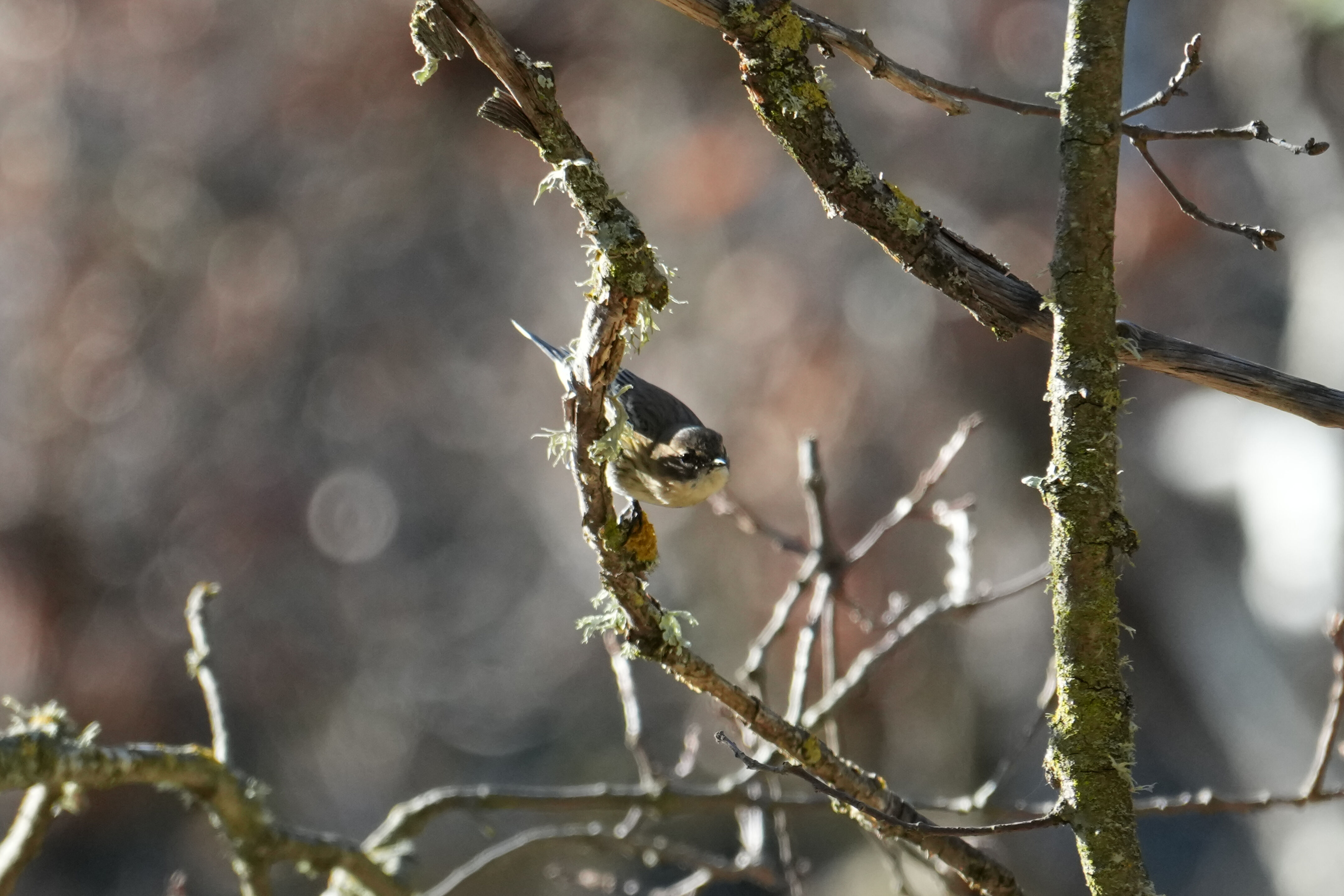 Pleasanton Ridge Regional Park