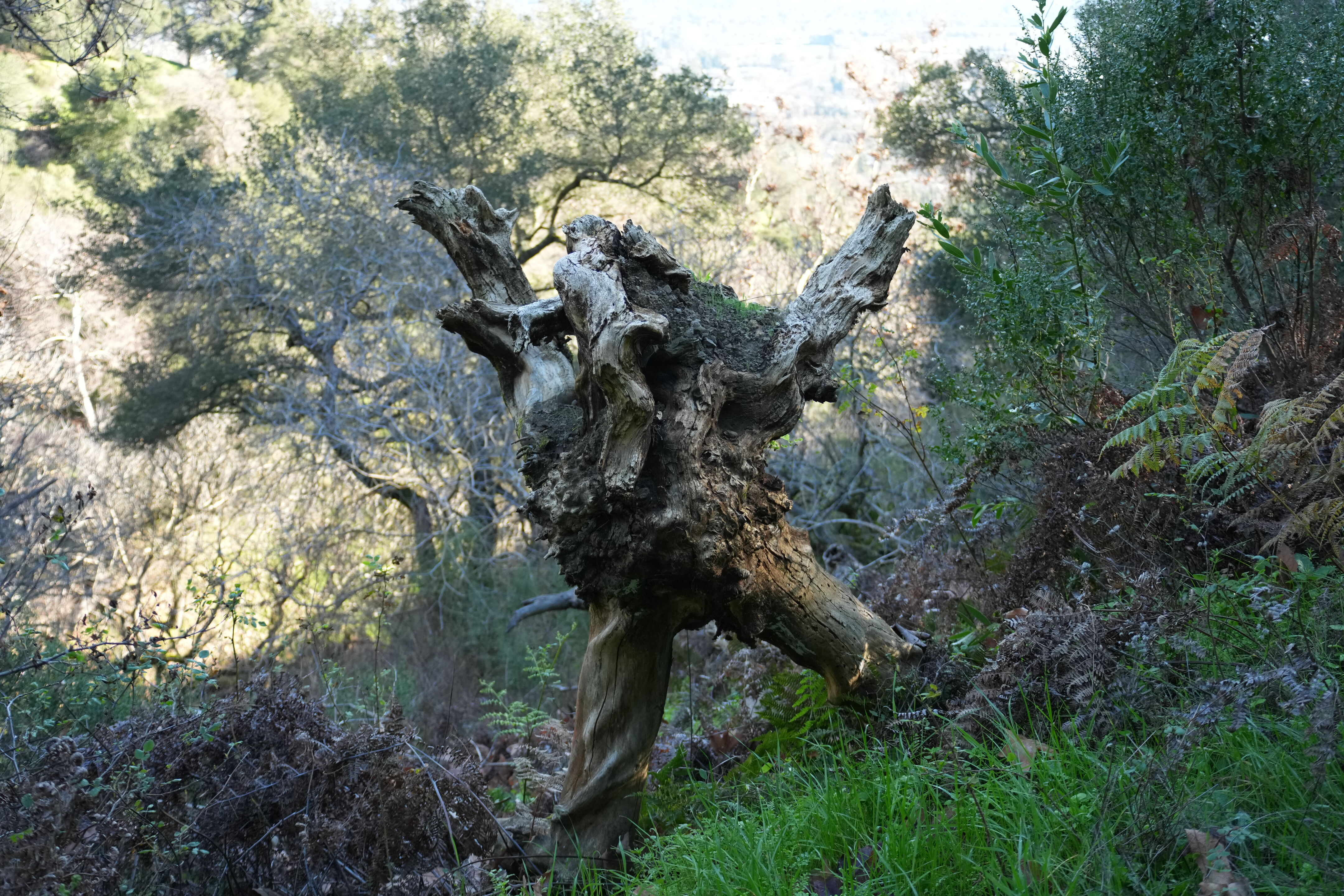 Pleasanton Ridge Regional Park