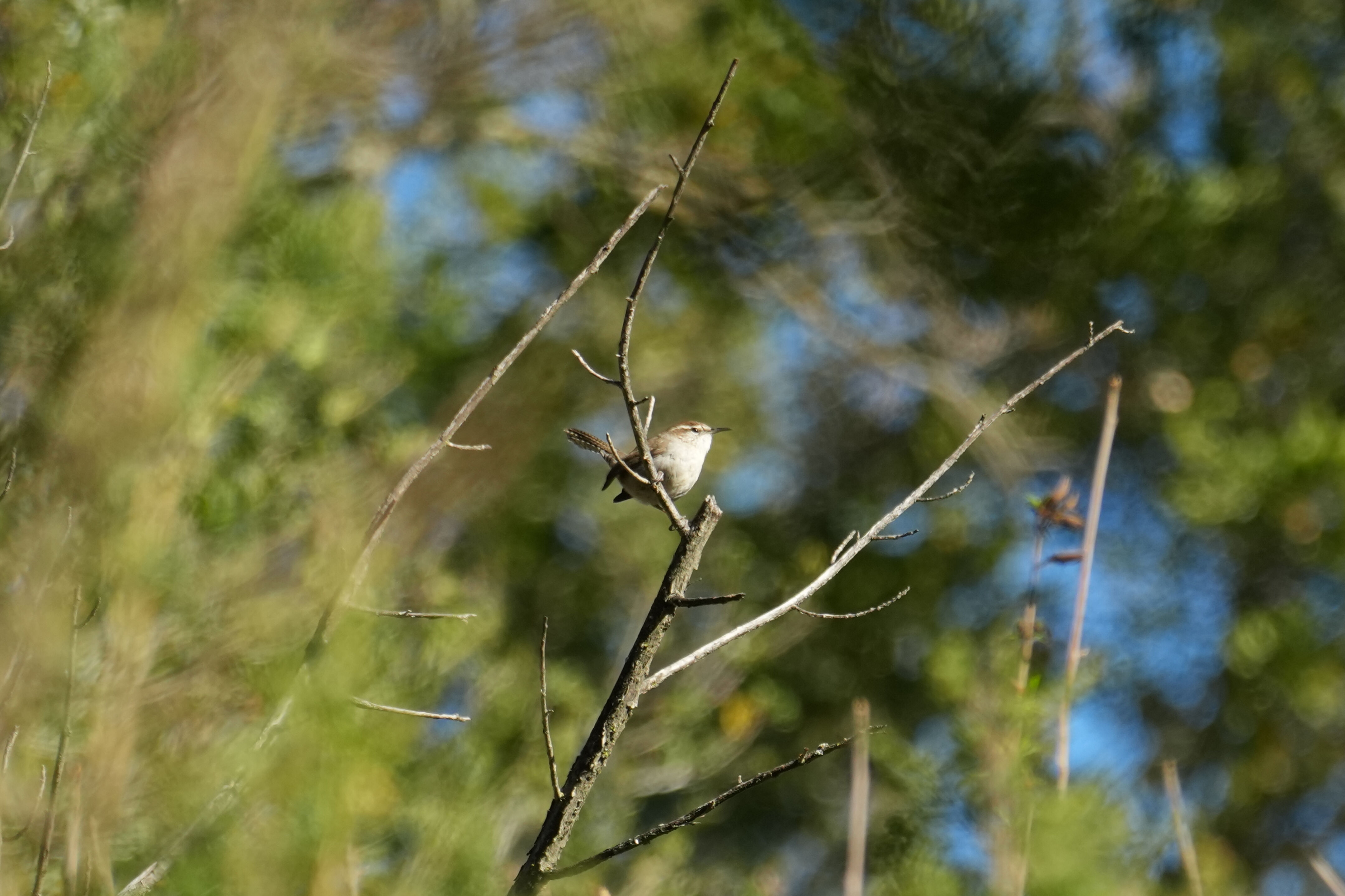 Pleasanton Ridge Regional Park
