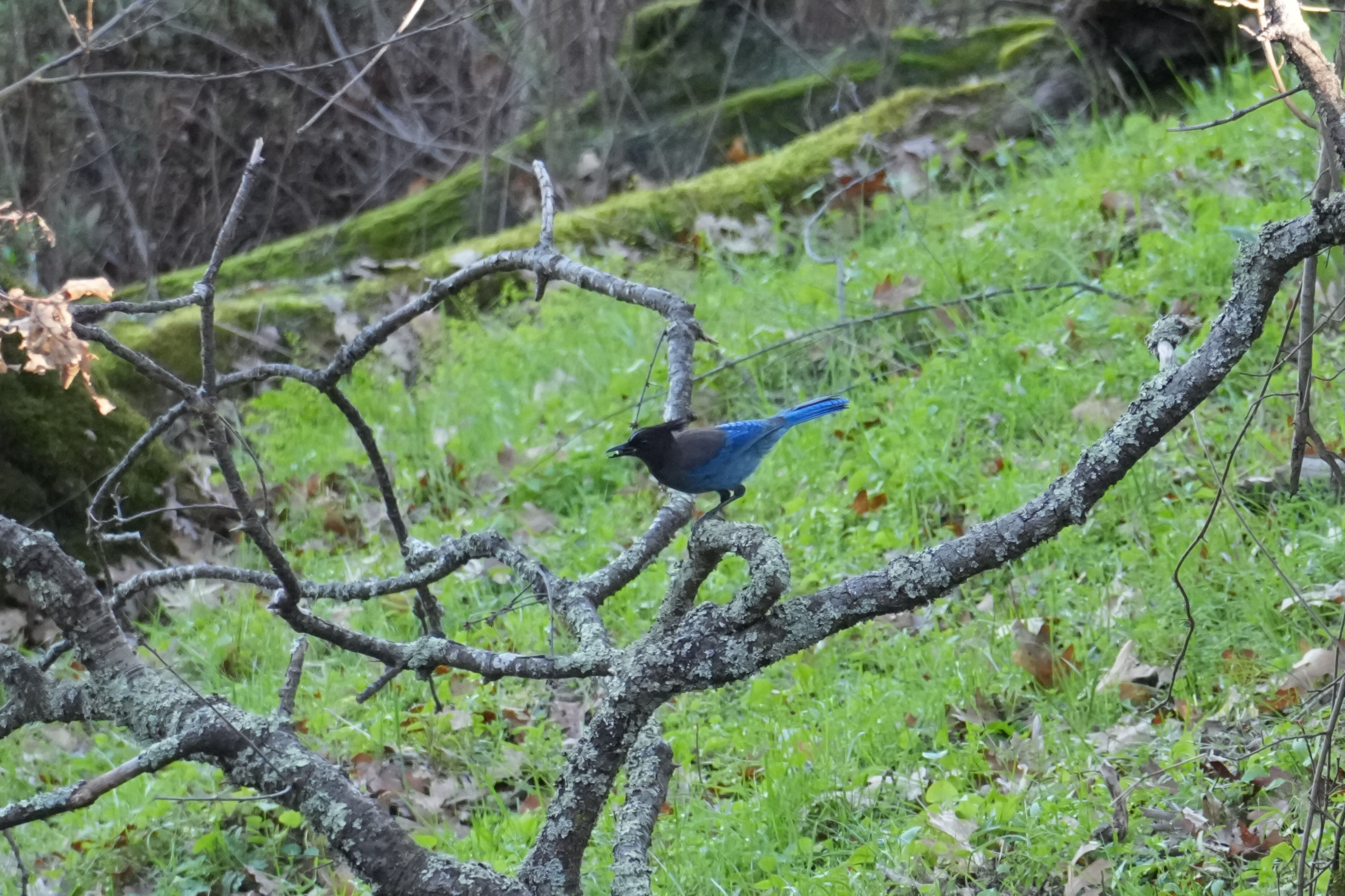 Pleasanton Ridge Regional Park