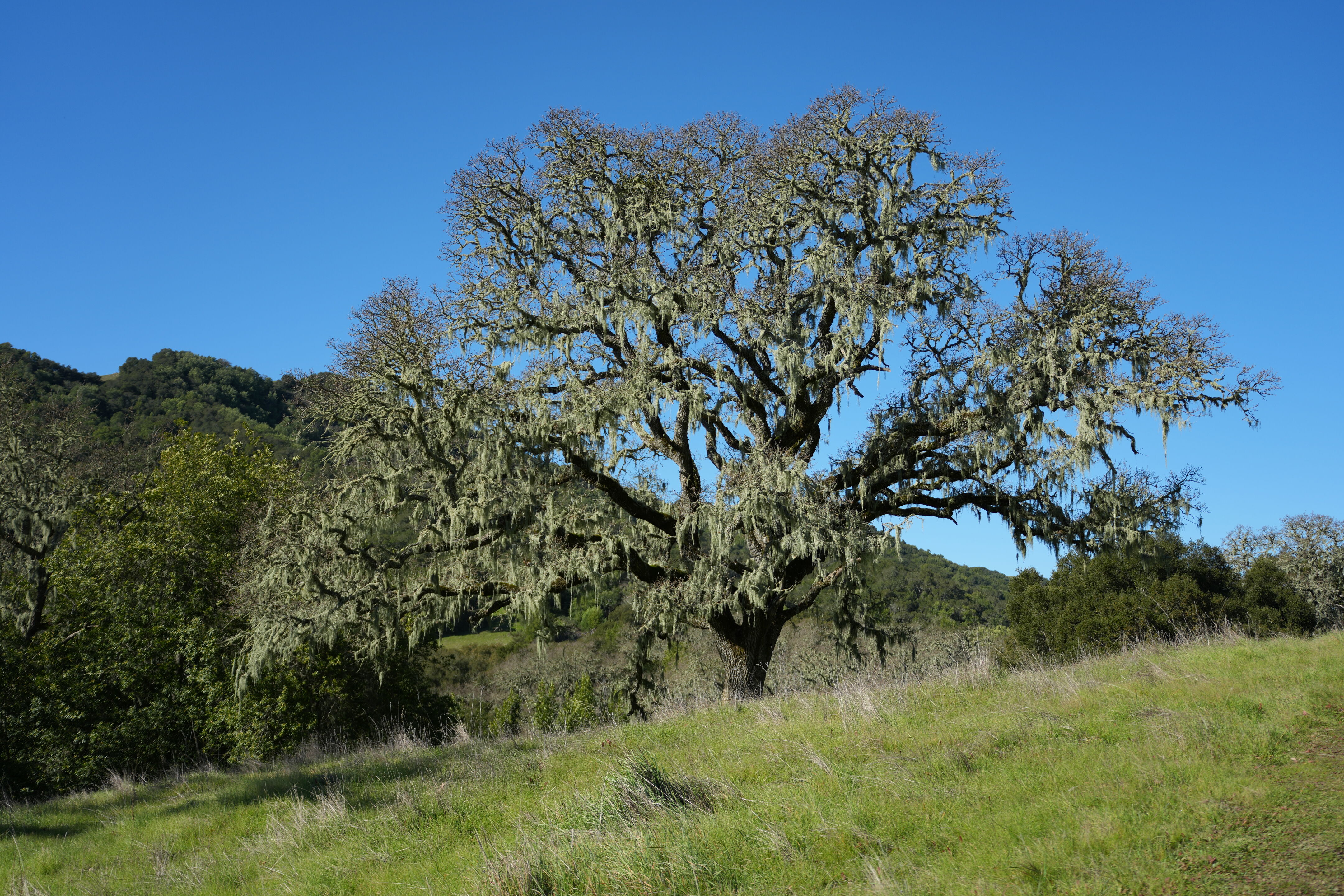 Pleasanton Ridge Regional Park