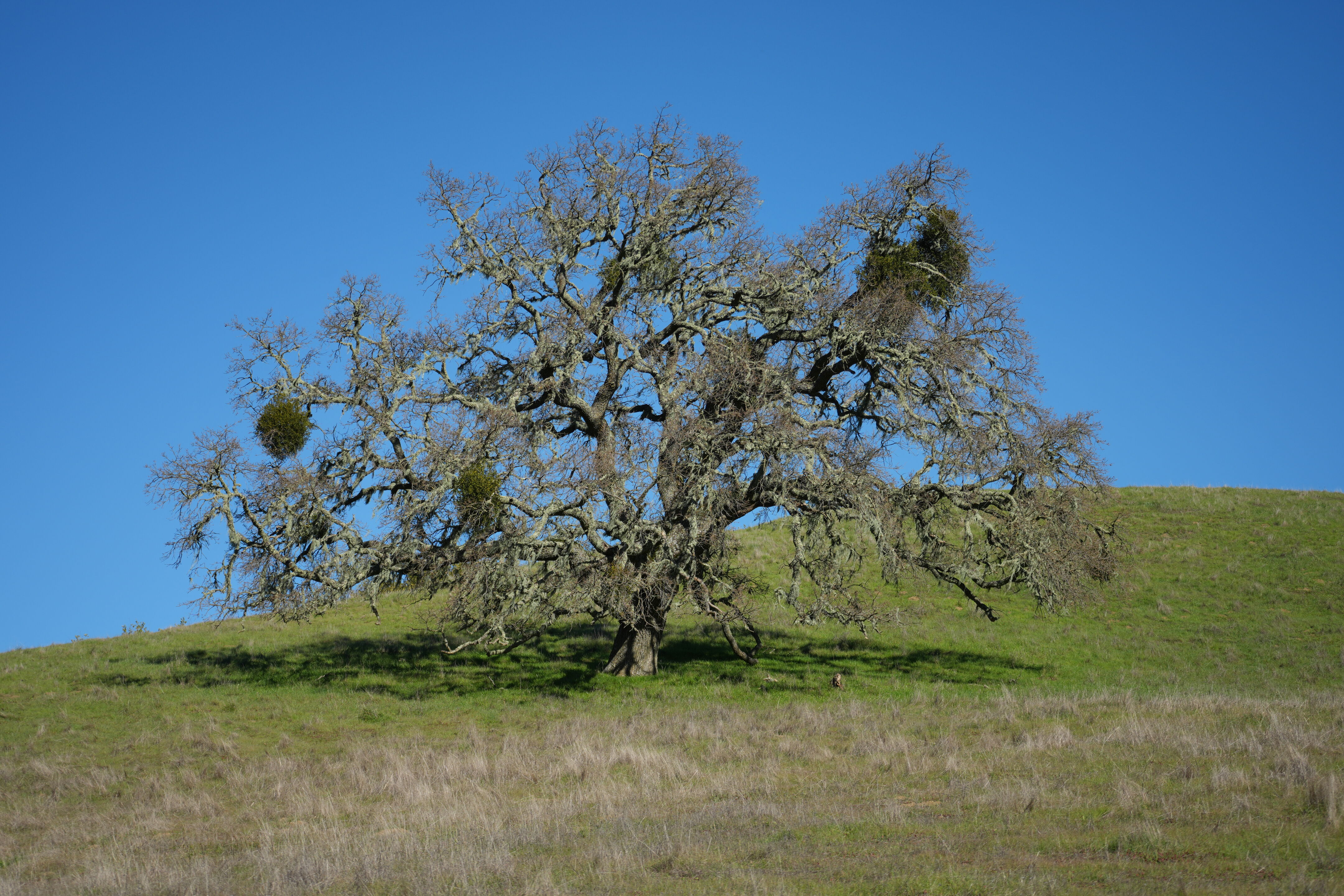 Pleasanton Ridge Regional Park