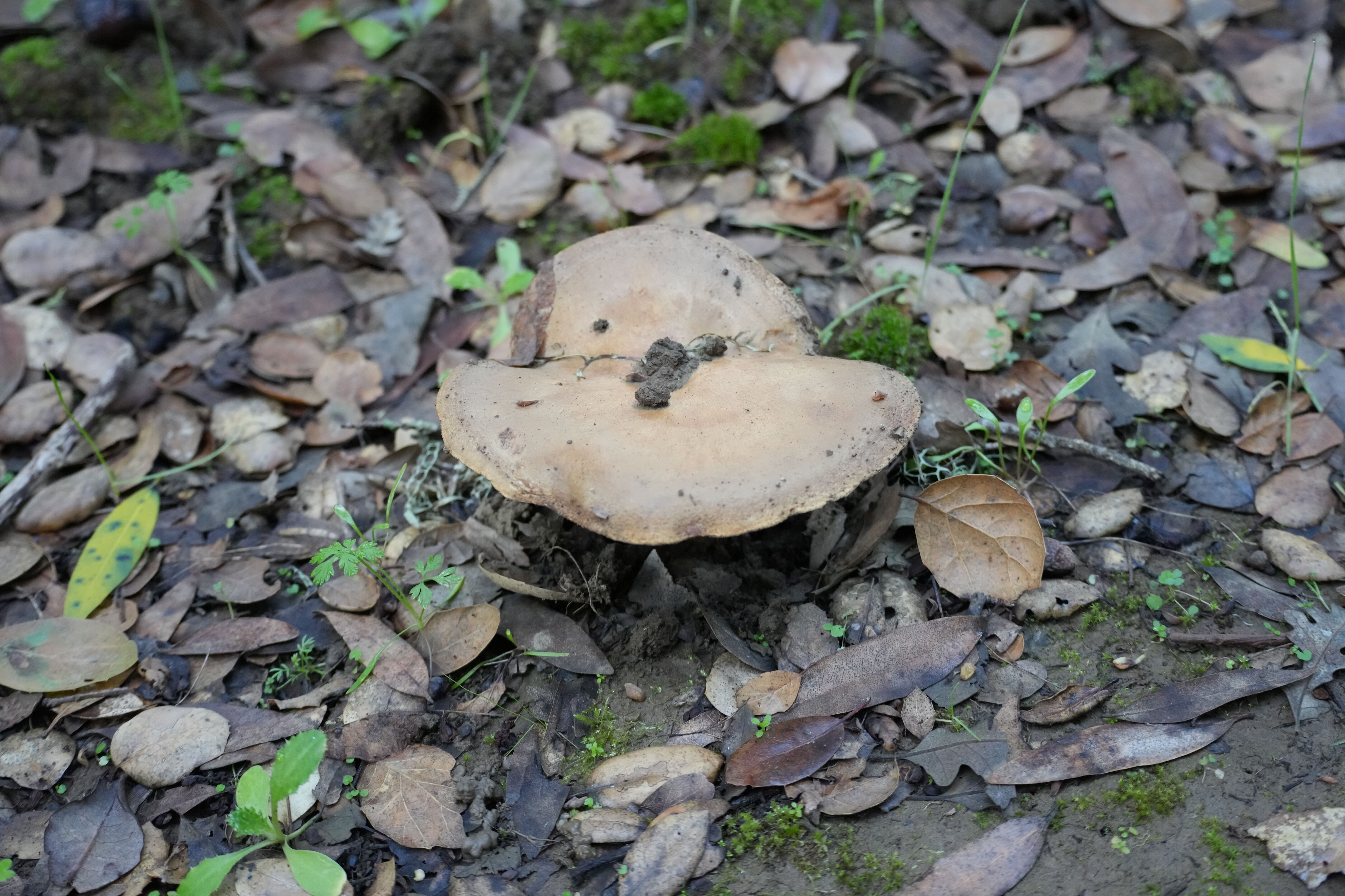 Pleasanton Ridge Regional Park