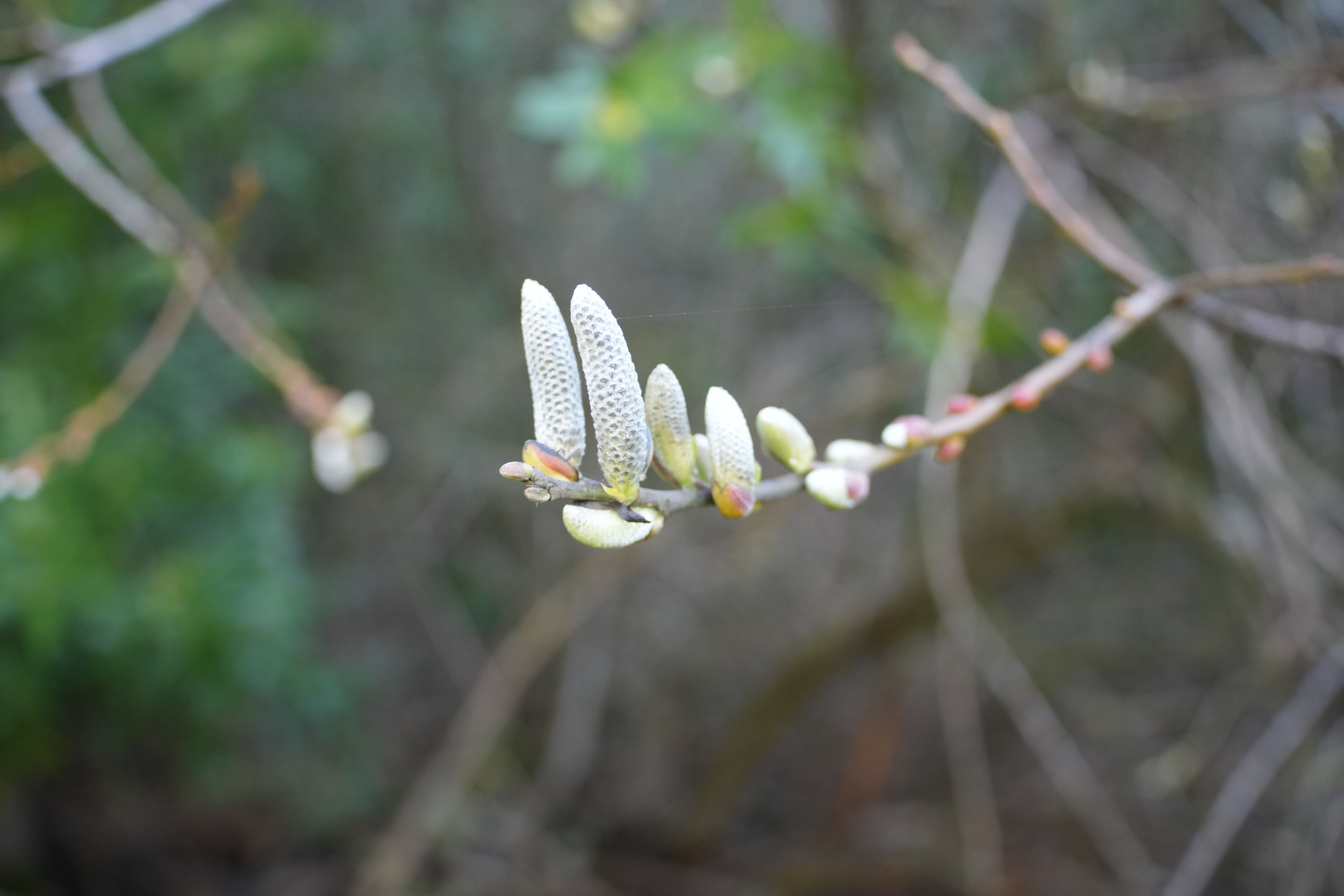 Pleasanton Ridge Regional Park
