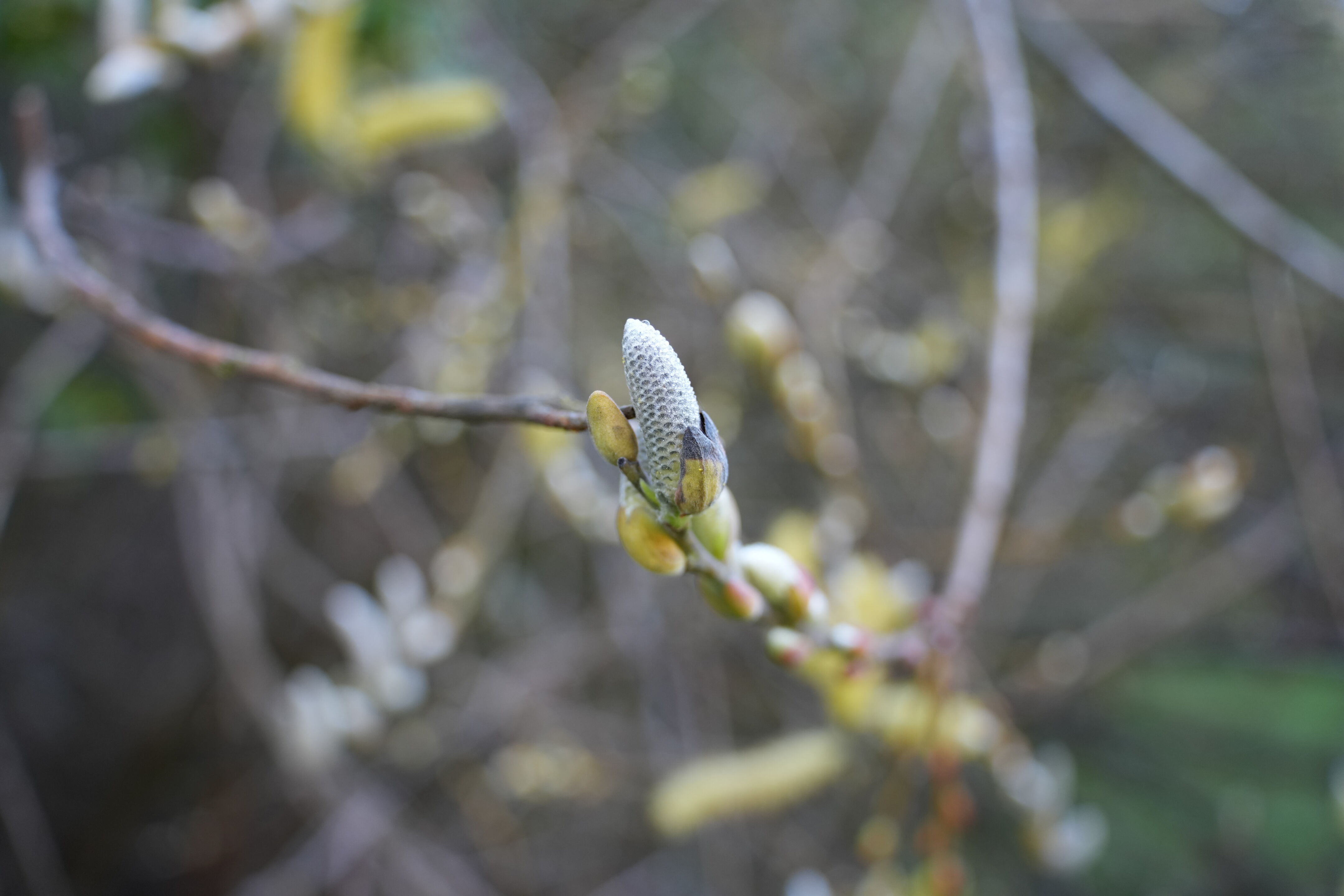 Pleasanton Ridge Regional Park