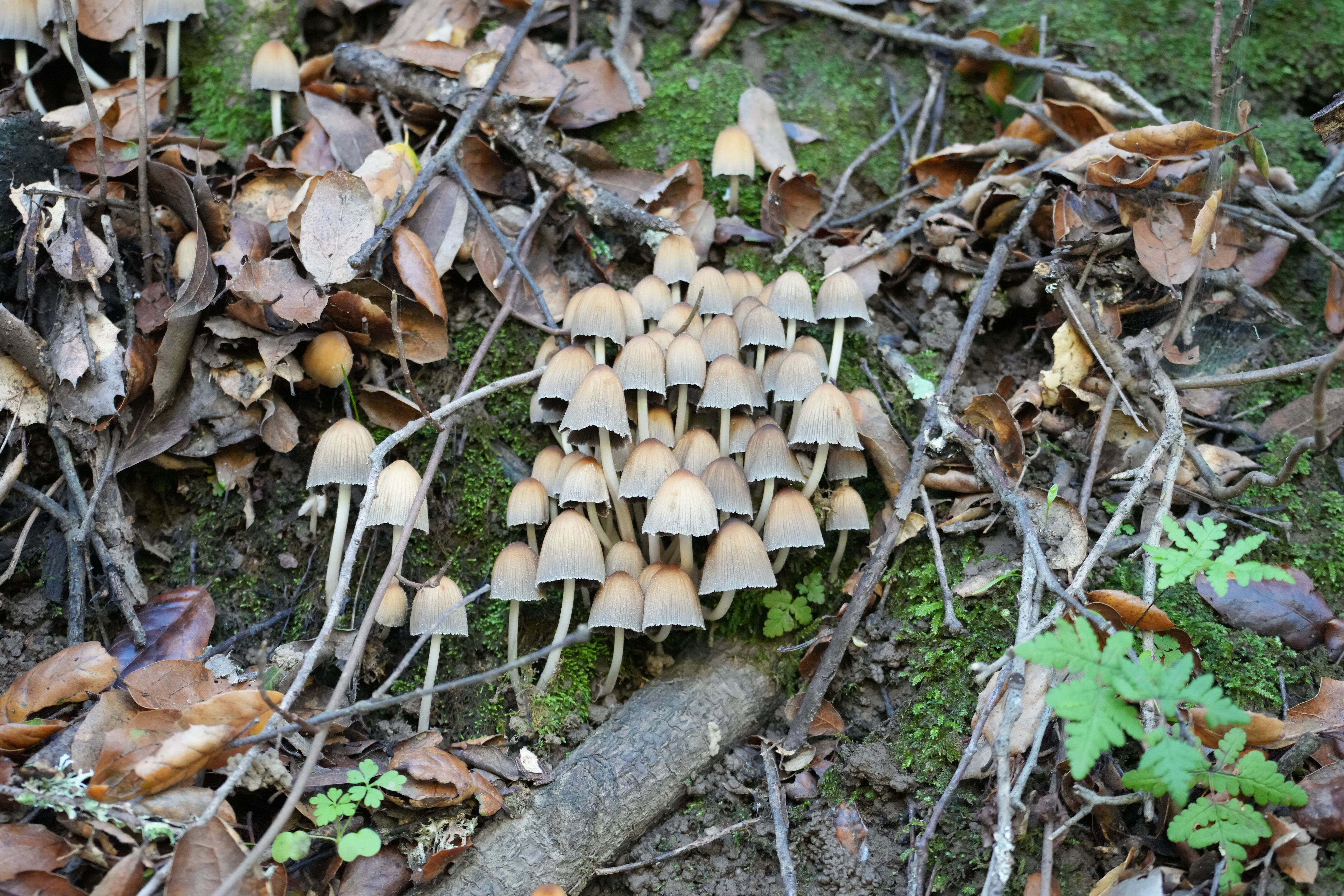 Pleasanton Ridge Regional Park