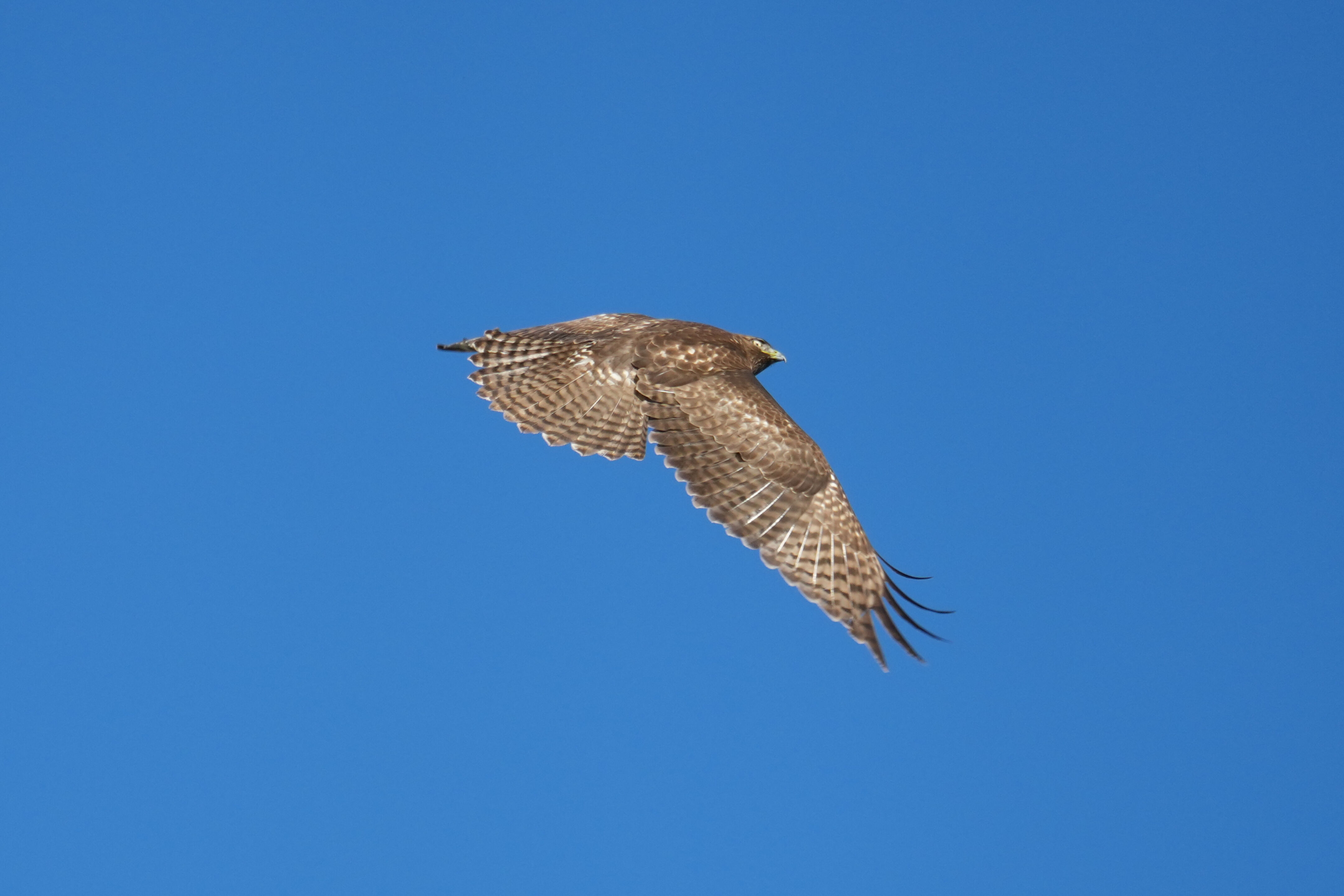 Pleasanton Ridge Regional Park