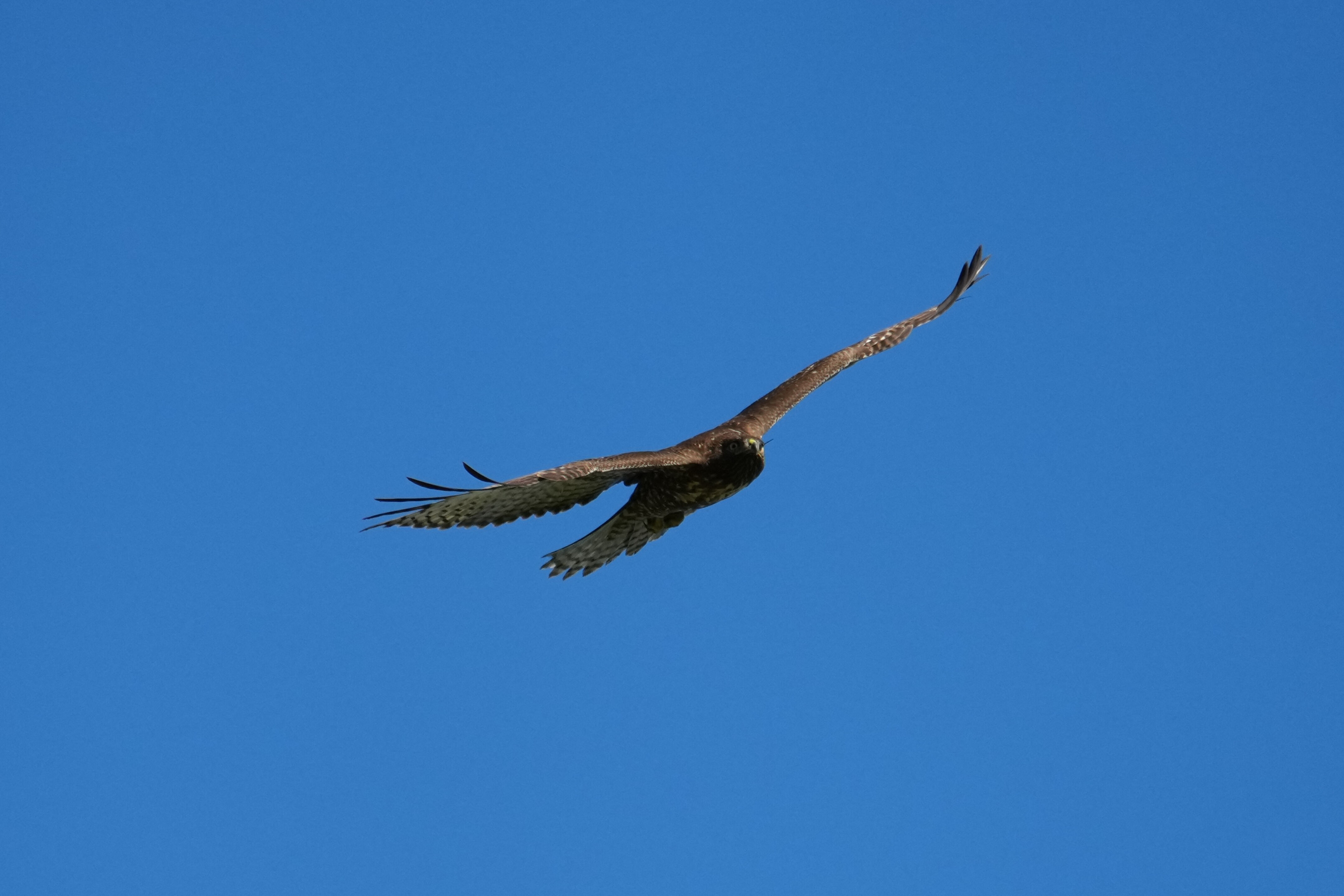 Pleasanton Ridge Regional Park