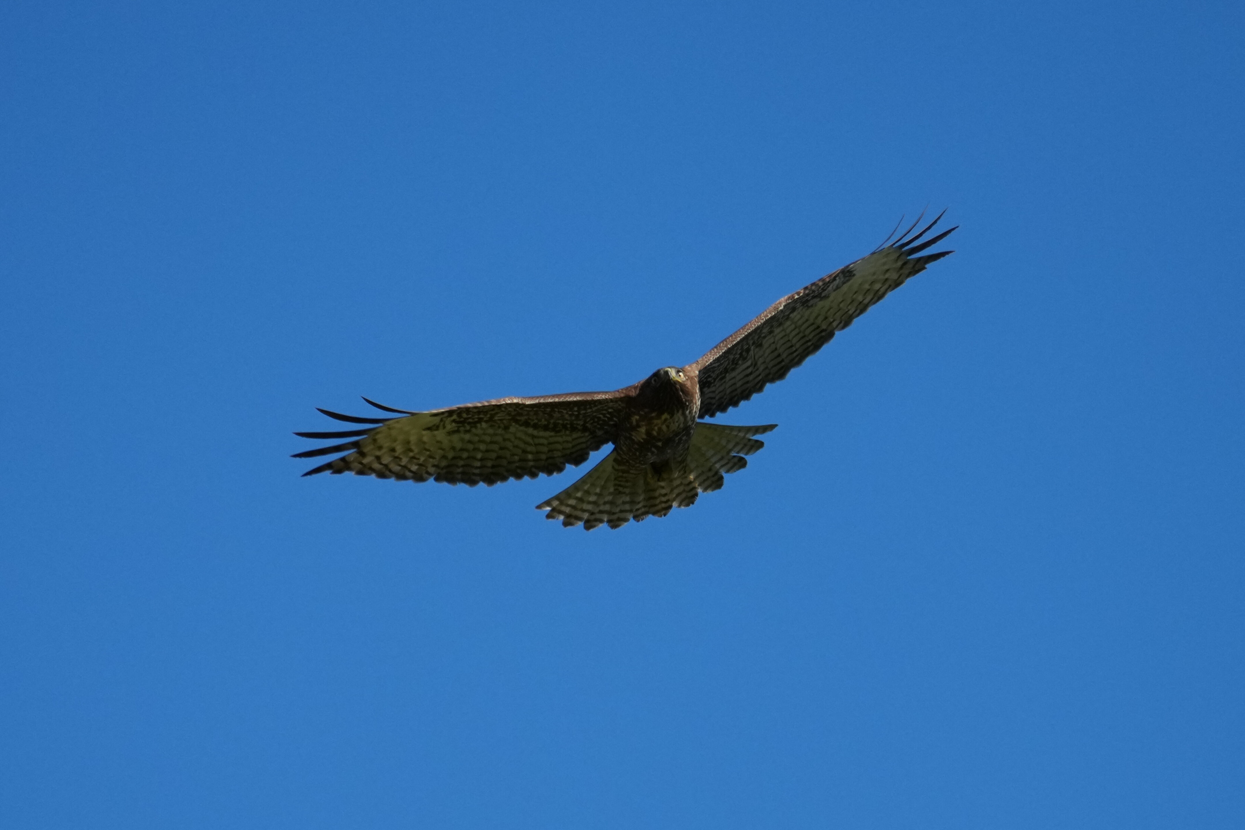 Pleasanton Ridge Regional Park