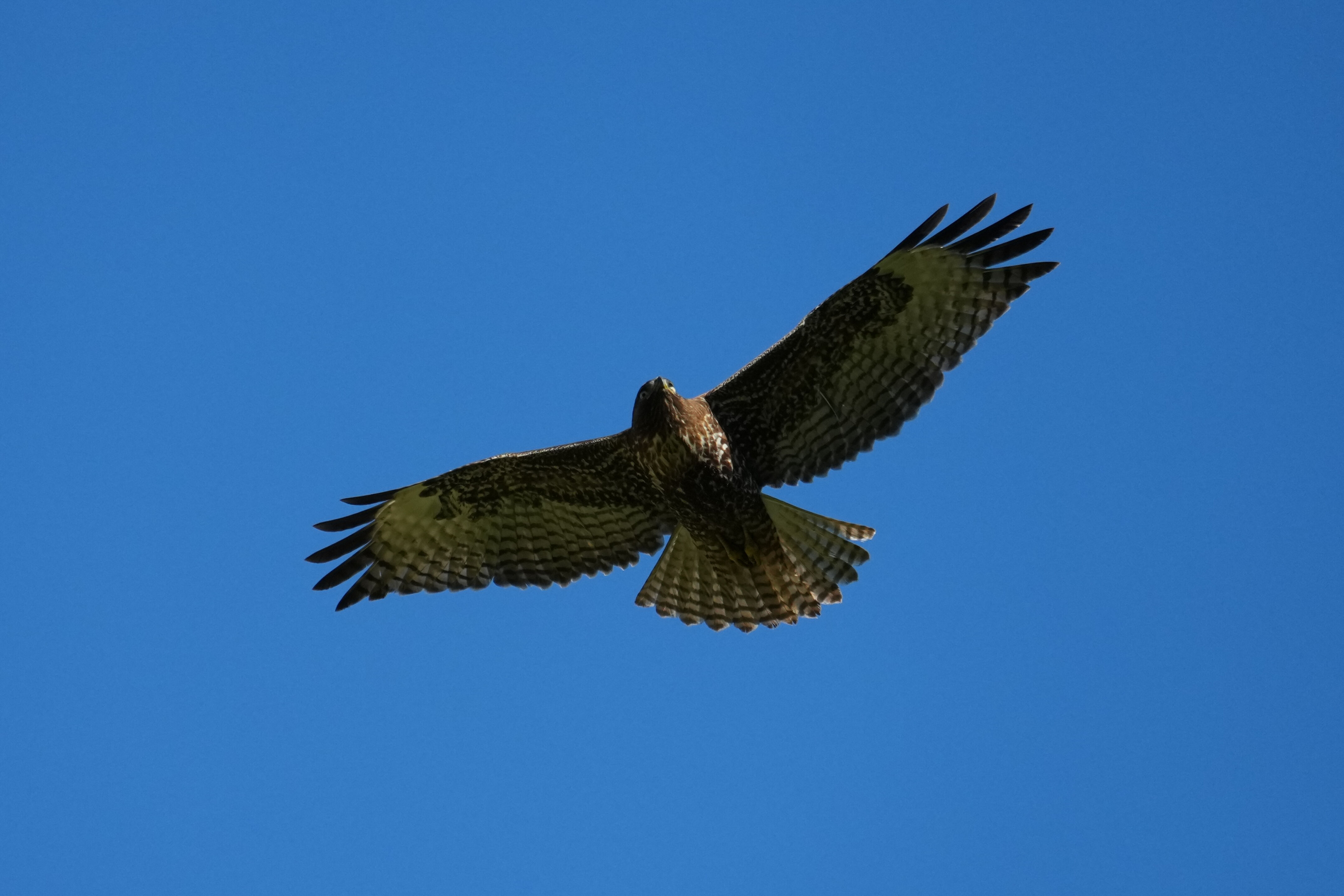 Pleasanton Ridge Regional Park