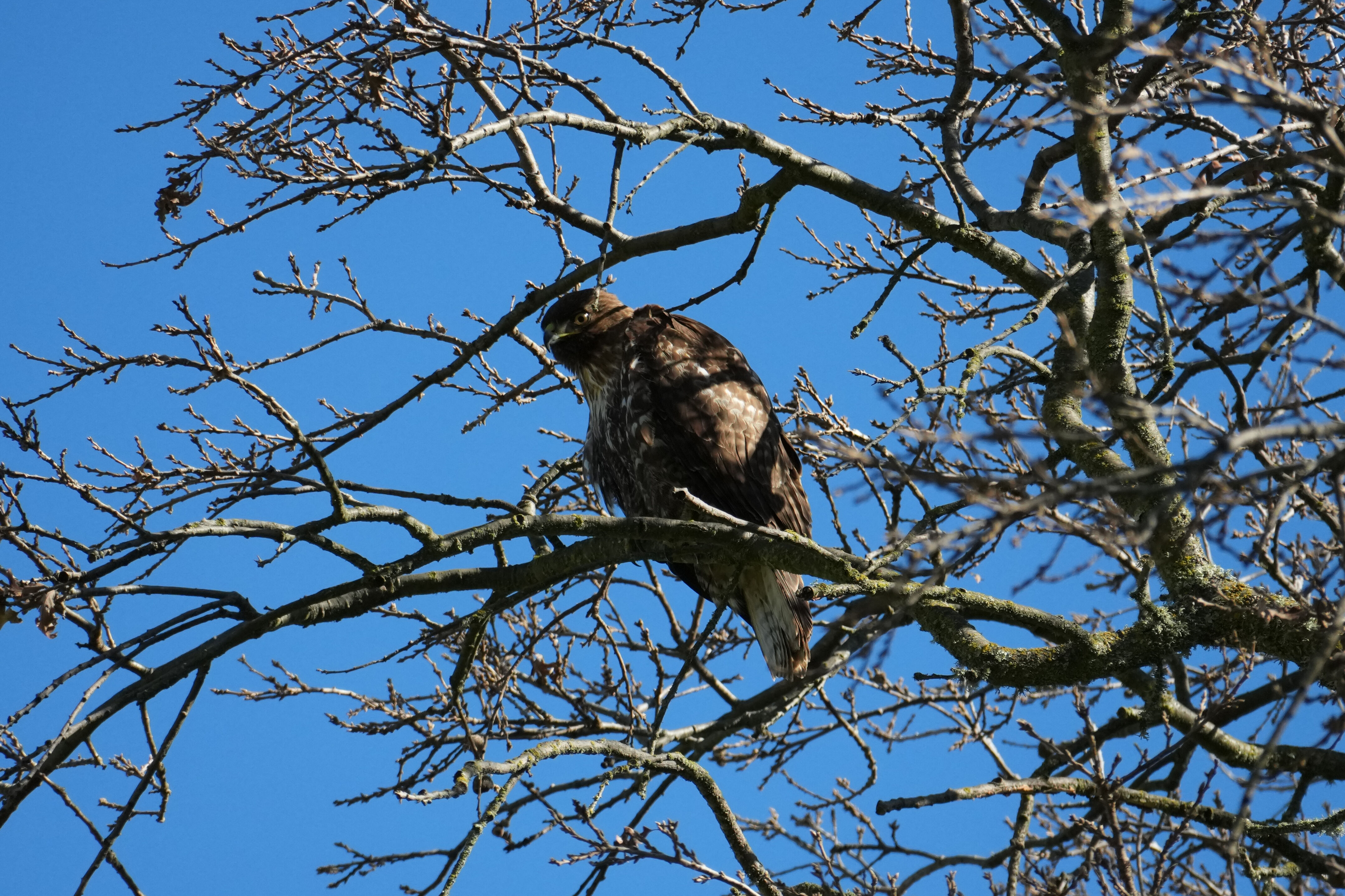 Pleasanton Ridge Regional Park