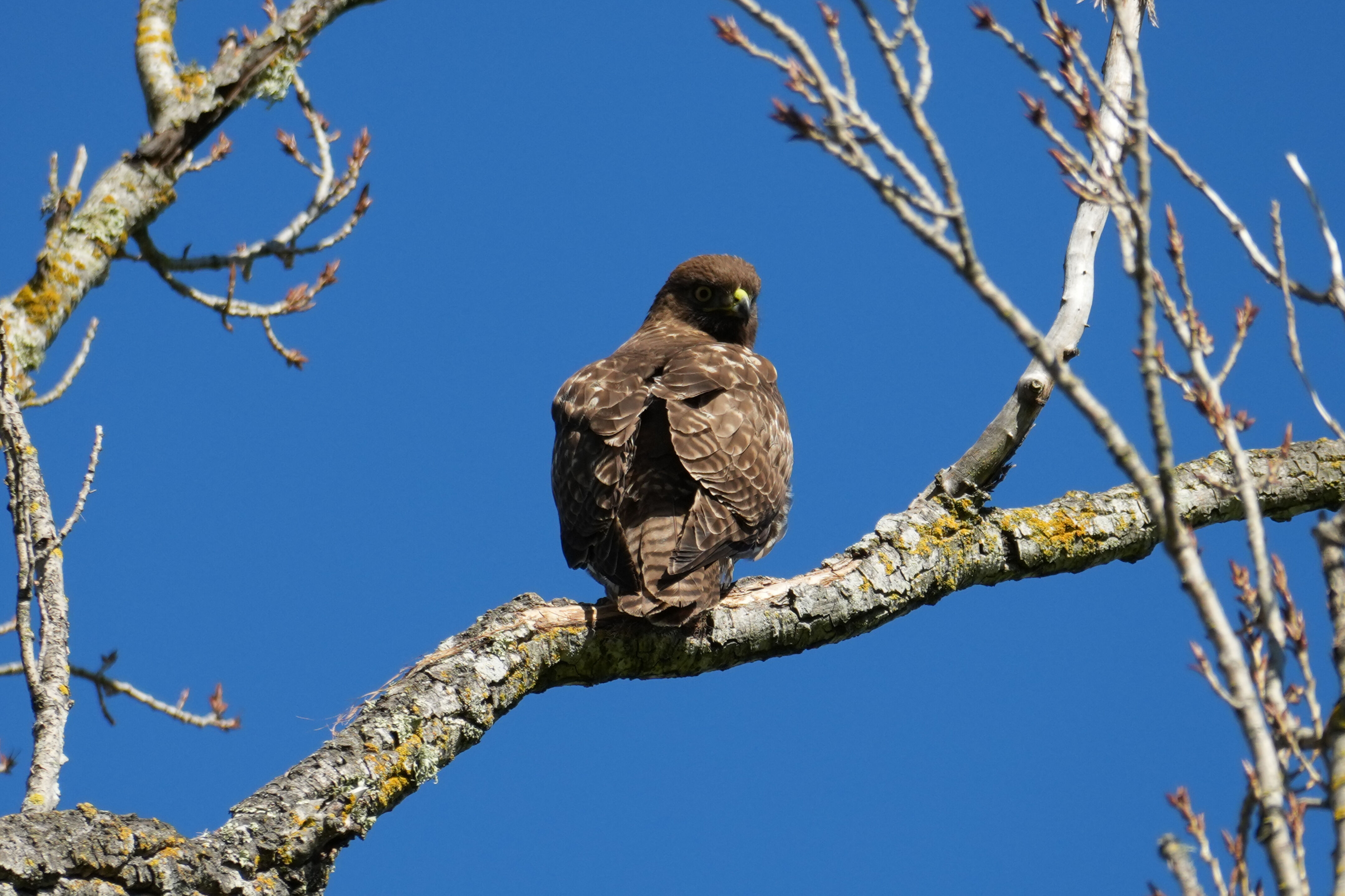 Pleasanton Ridge Regional Park