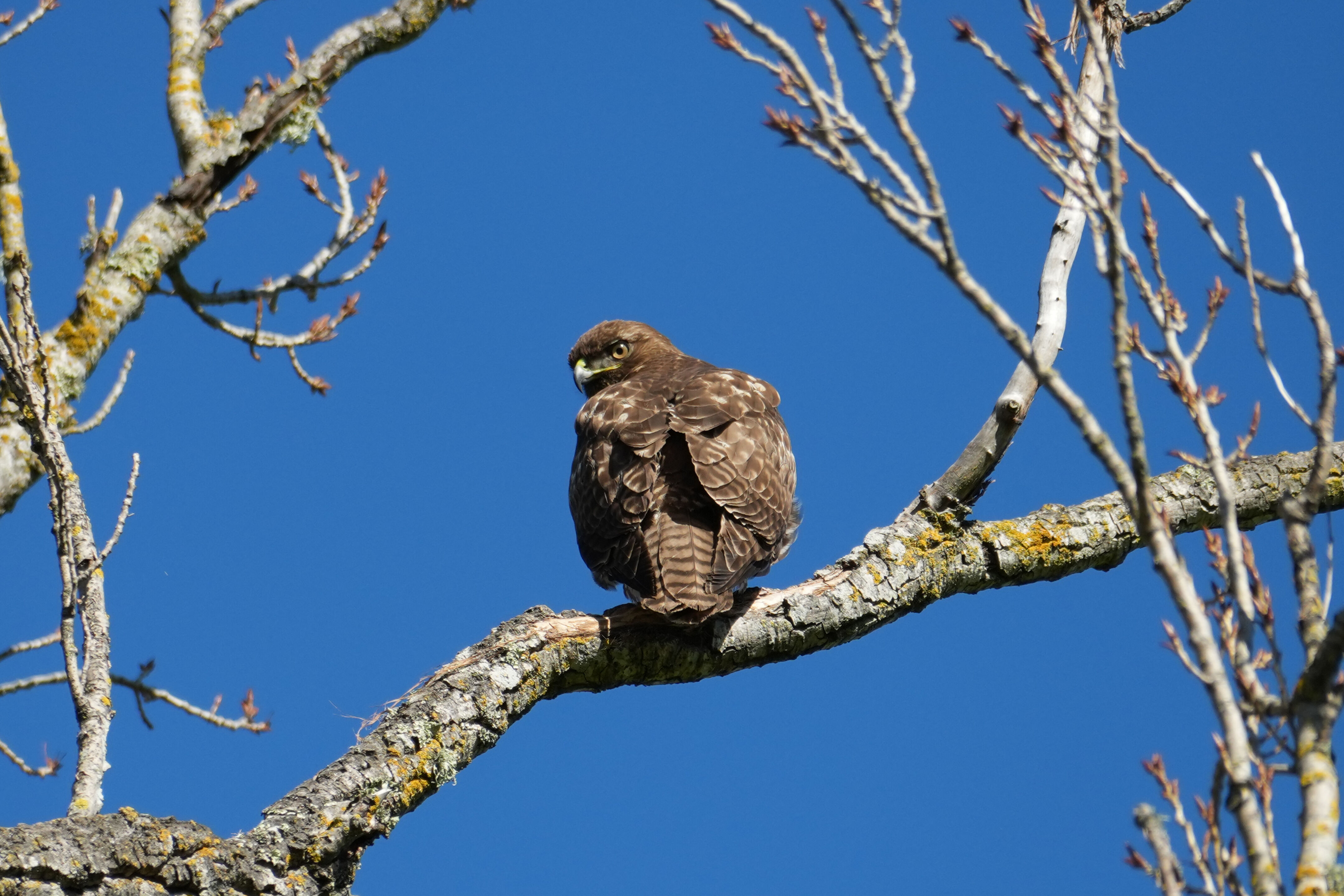Pleasanton Ridge Regional Park