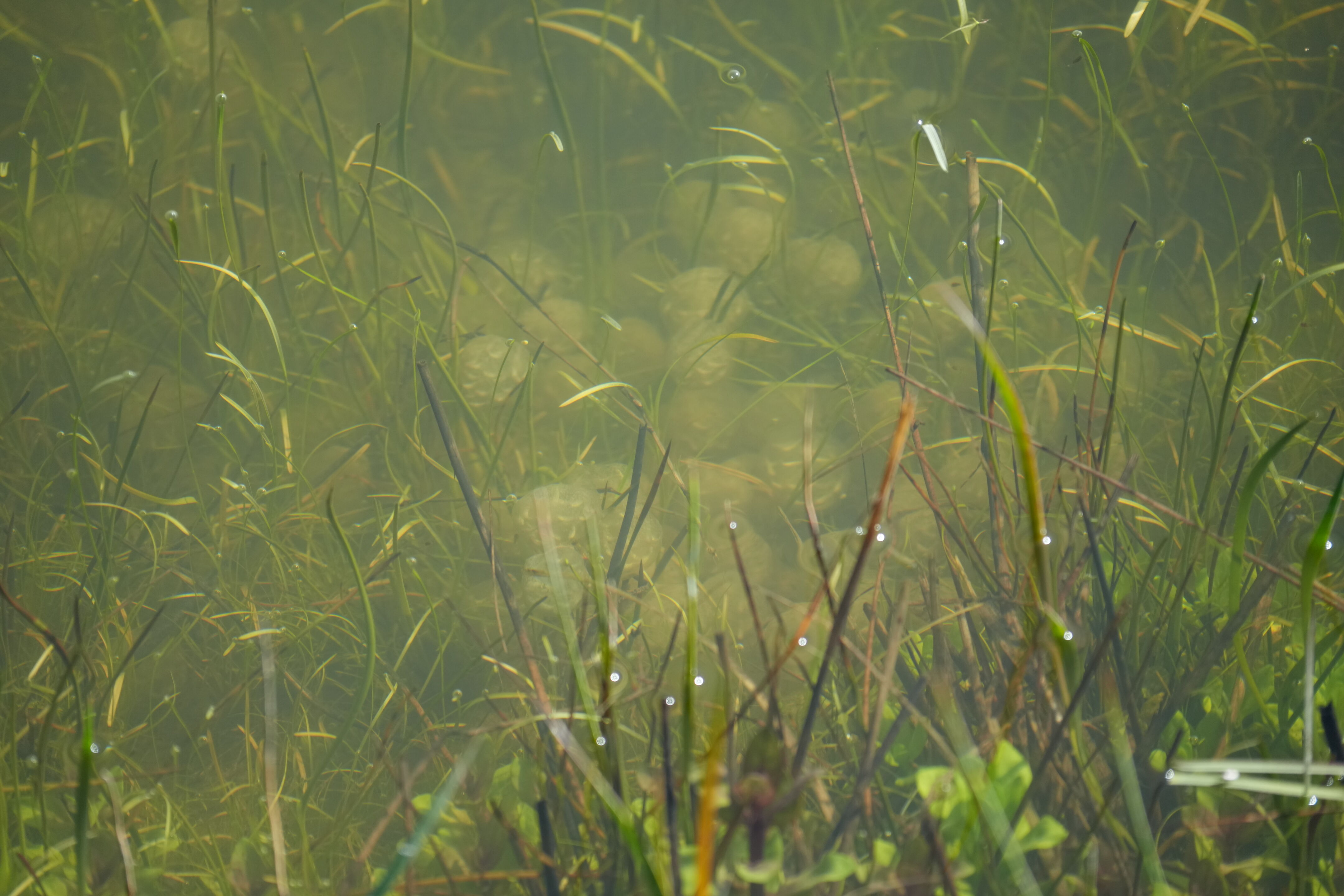 Pleasanton Ridge Regional Park