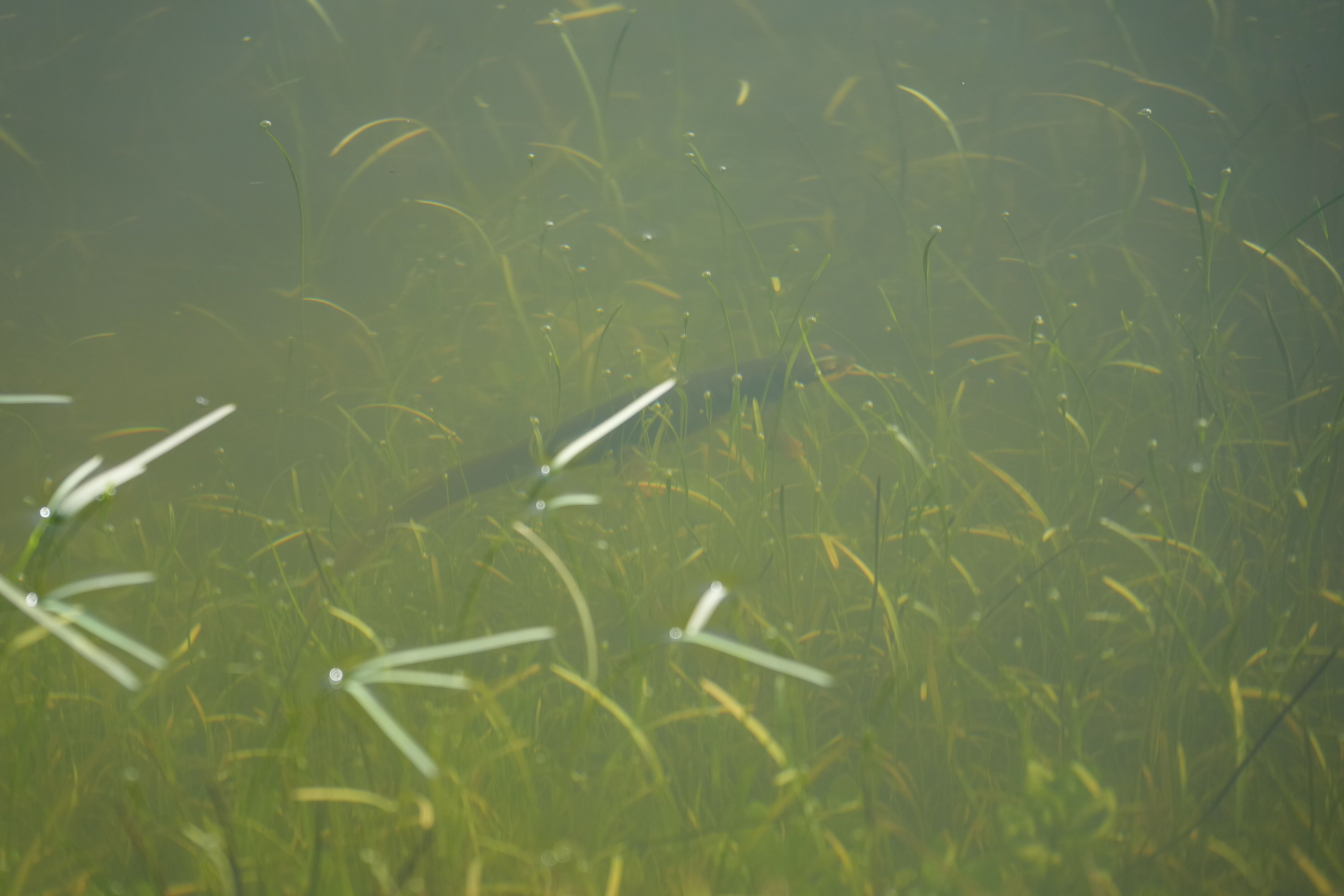 Pleasanton Ridge Regional Park