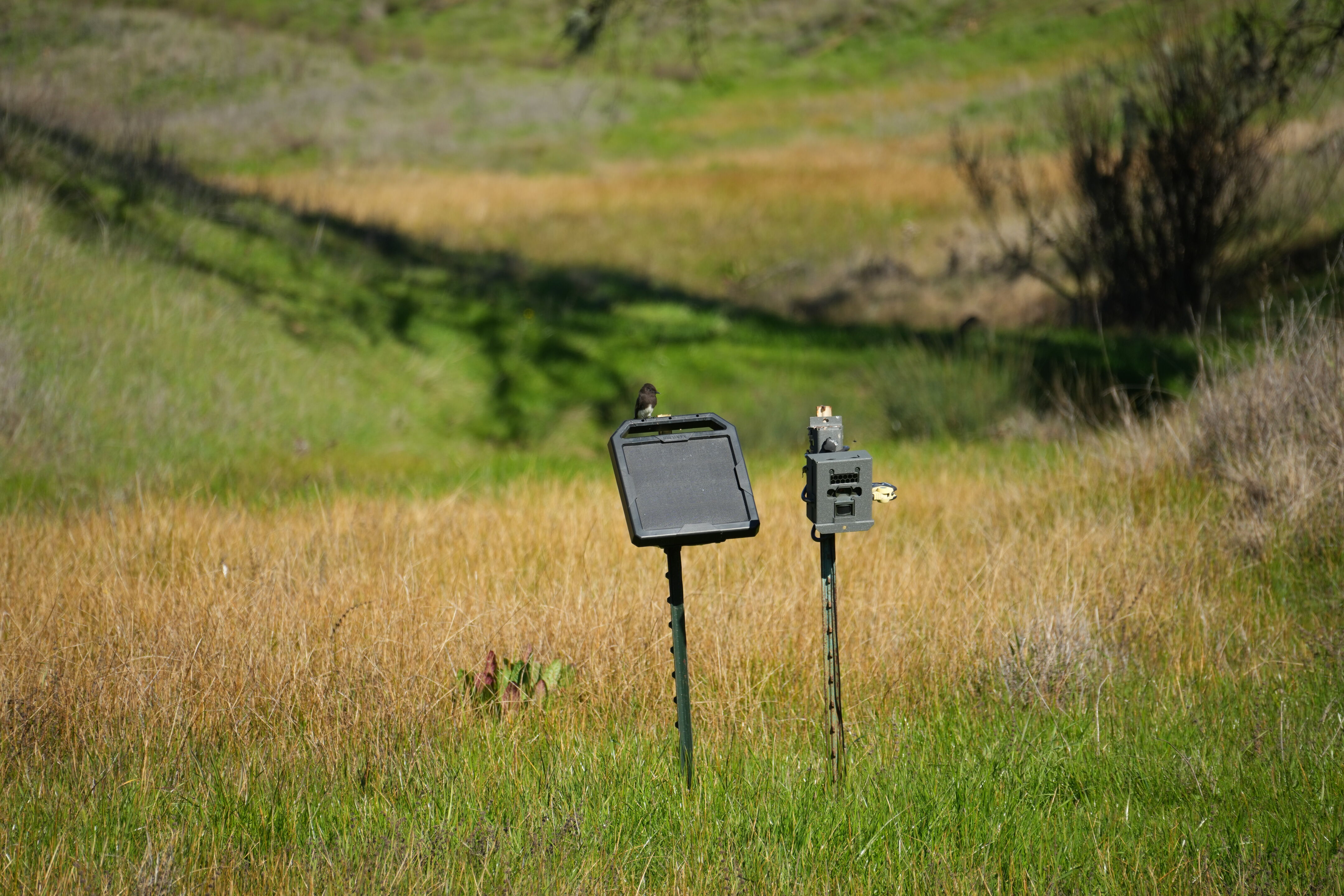 Pleasanton Ridge Regional Park